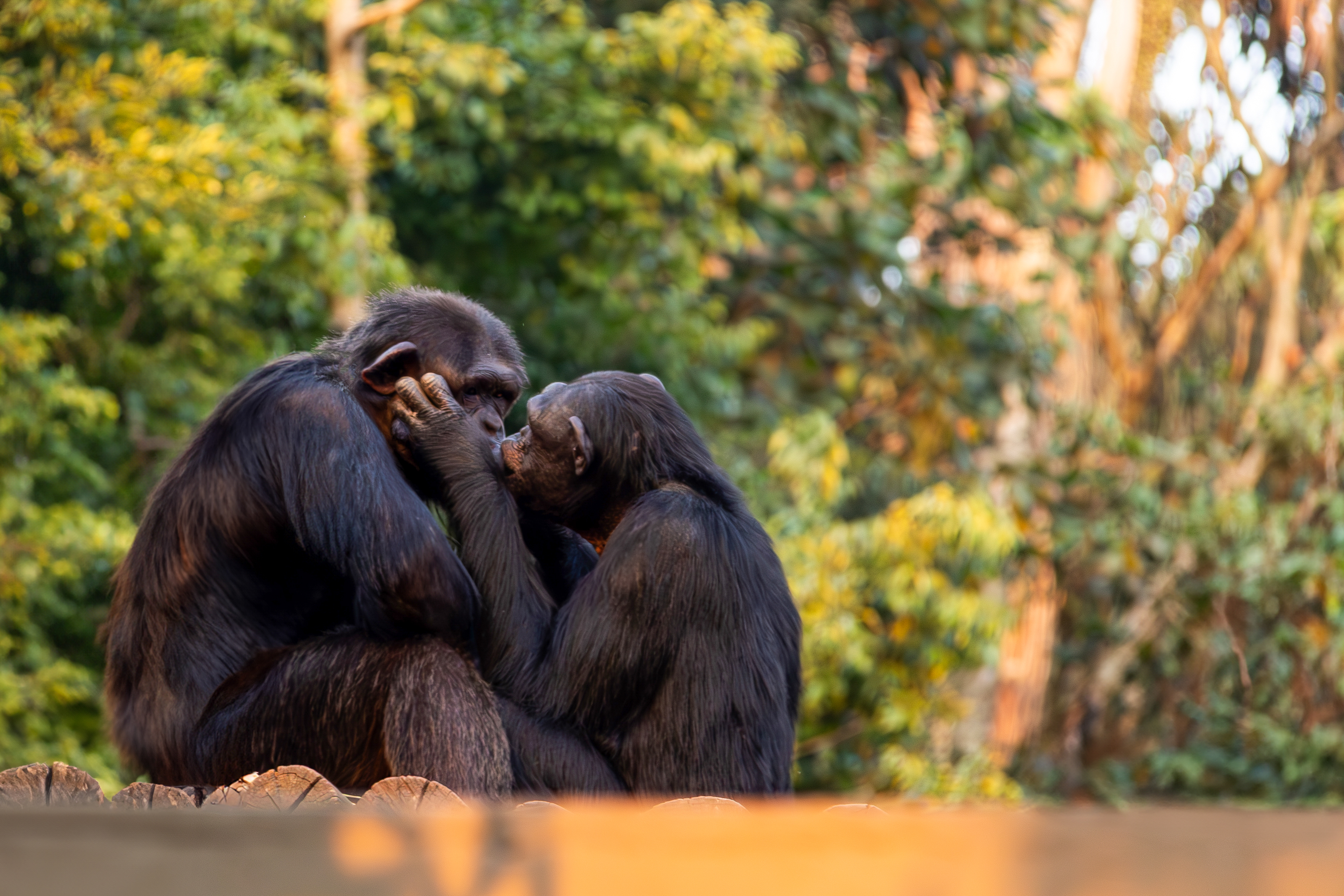 Apes kiss and cuddle to build trust before stressful events