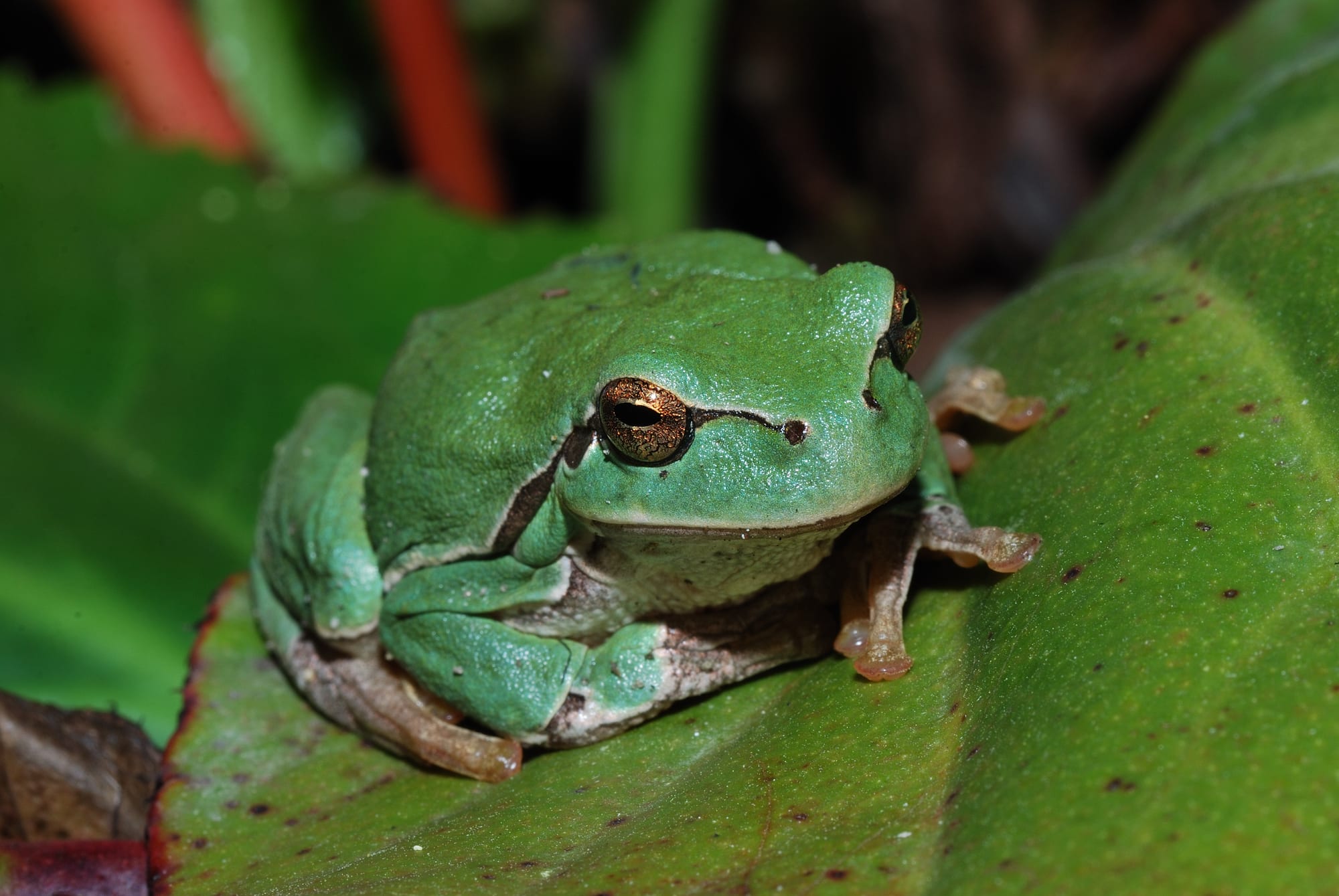 Common frog in Ecuador finally recognised as new species after a century