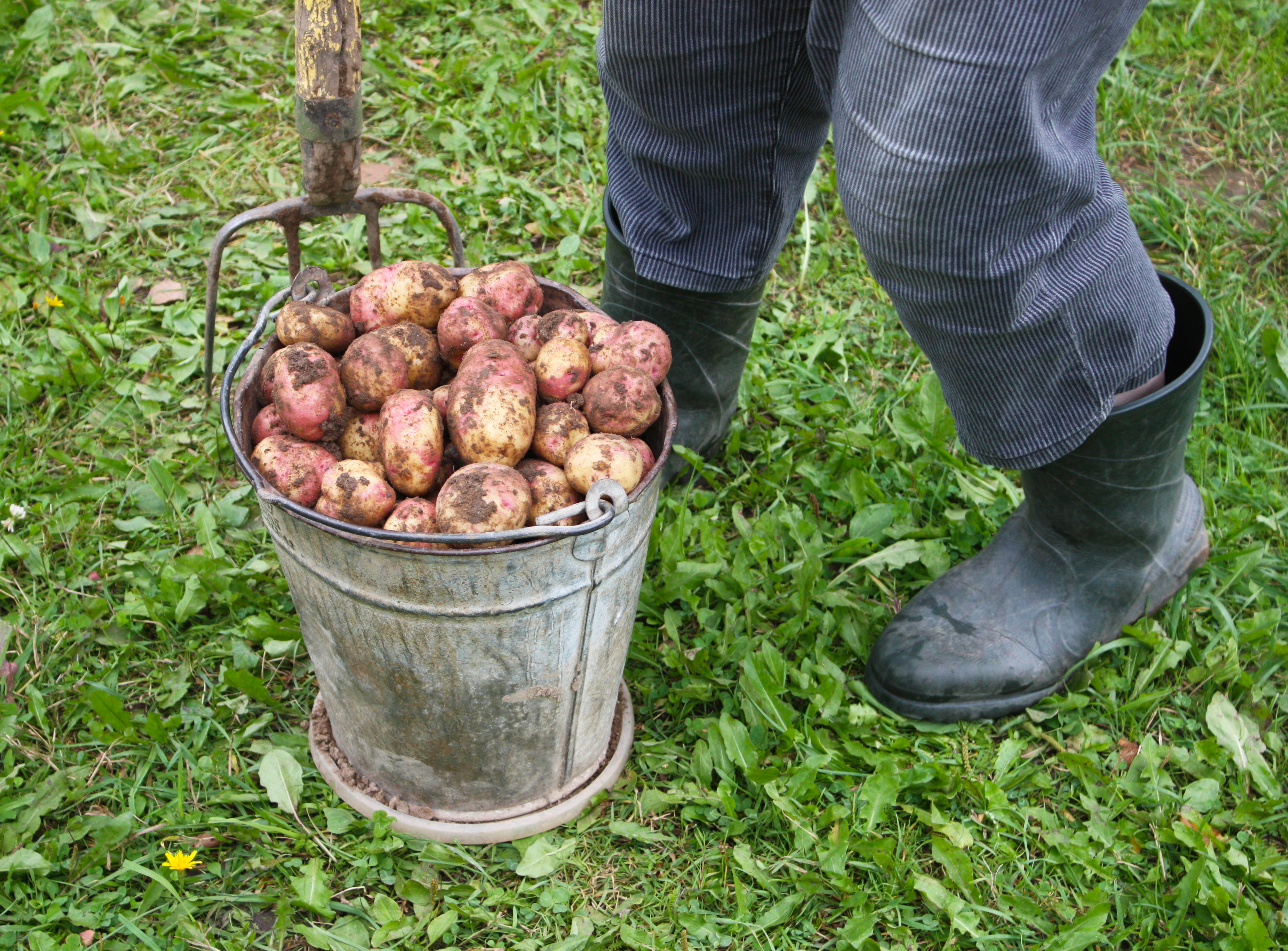 Hot weather threatens British potato crops and pushes up prices