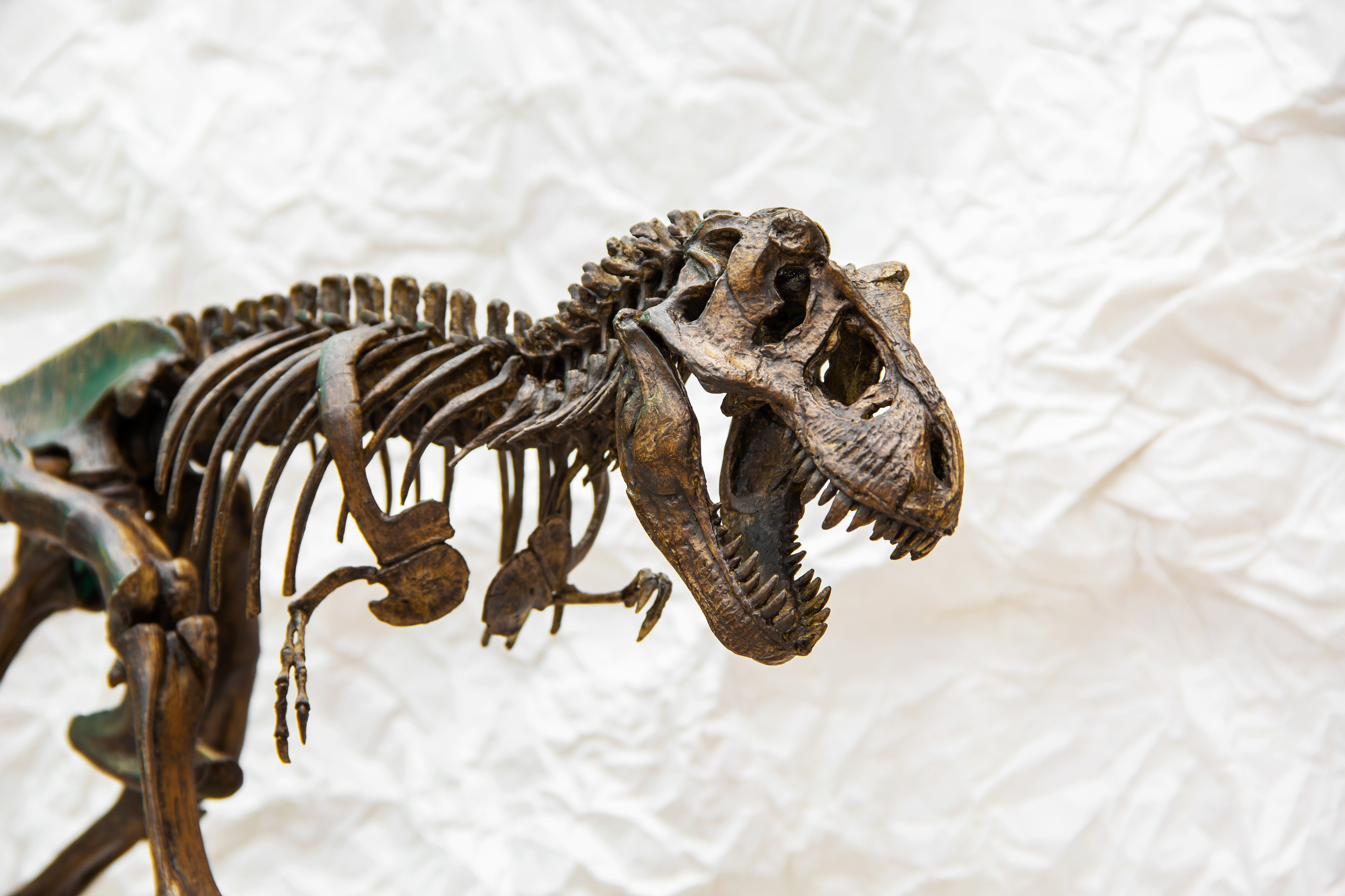 New 210-million-year-old dinosaur found in Zimbabwe sheds light on spread