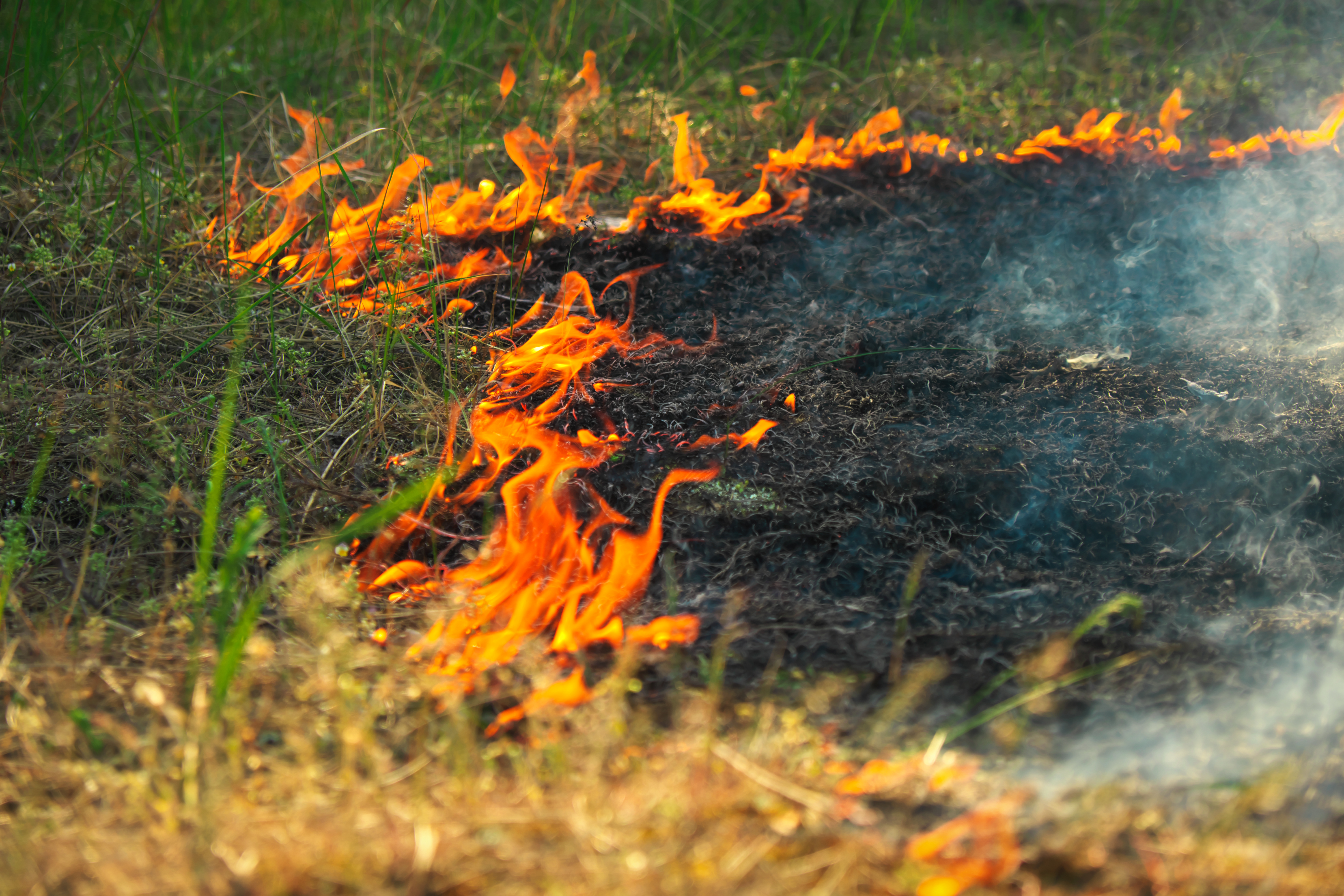 Forty firefighters put out large grass fire at Birmingham park
