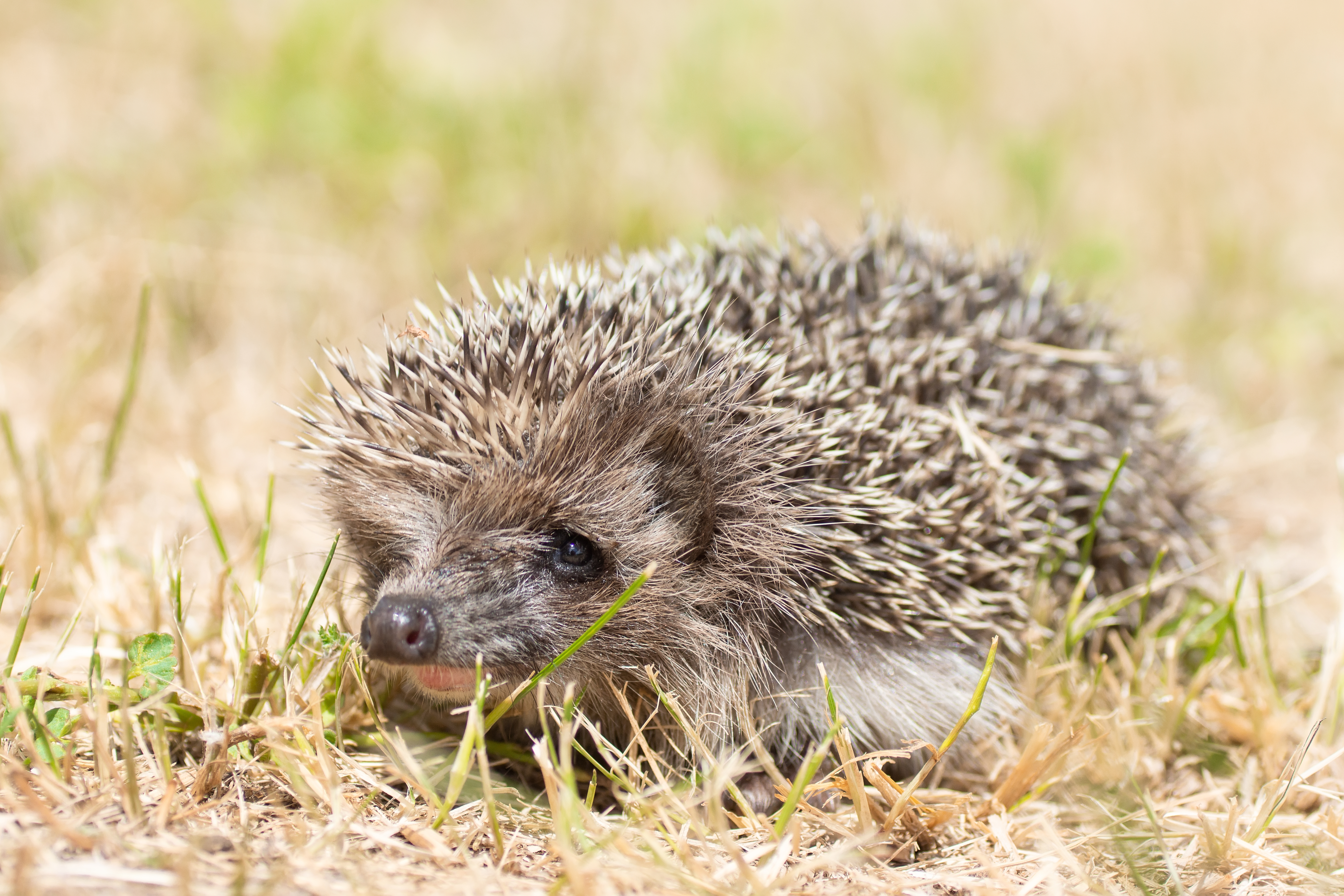 How can one hedgehog death collapse a population?