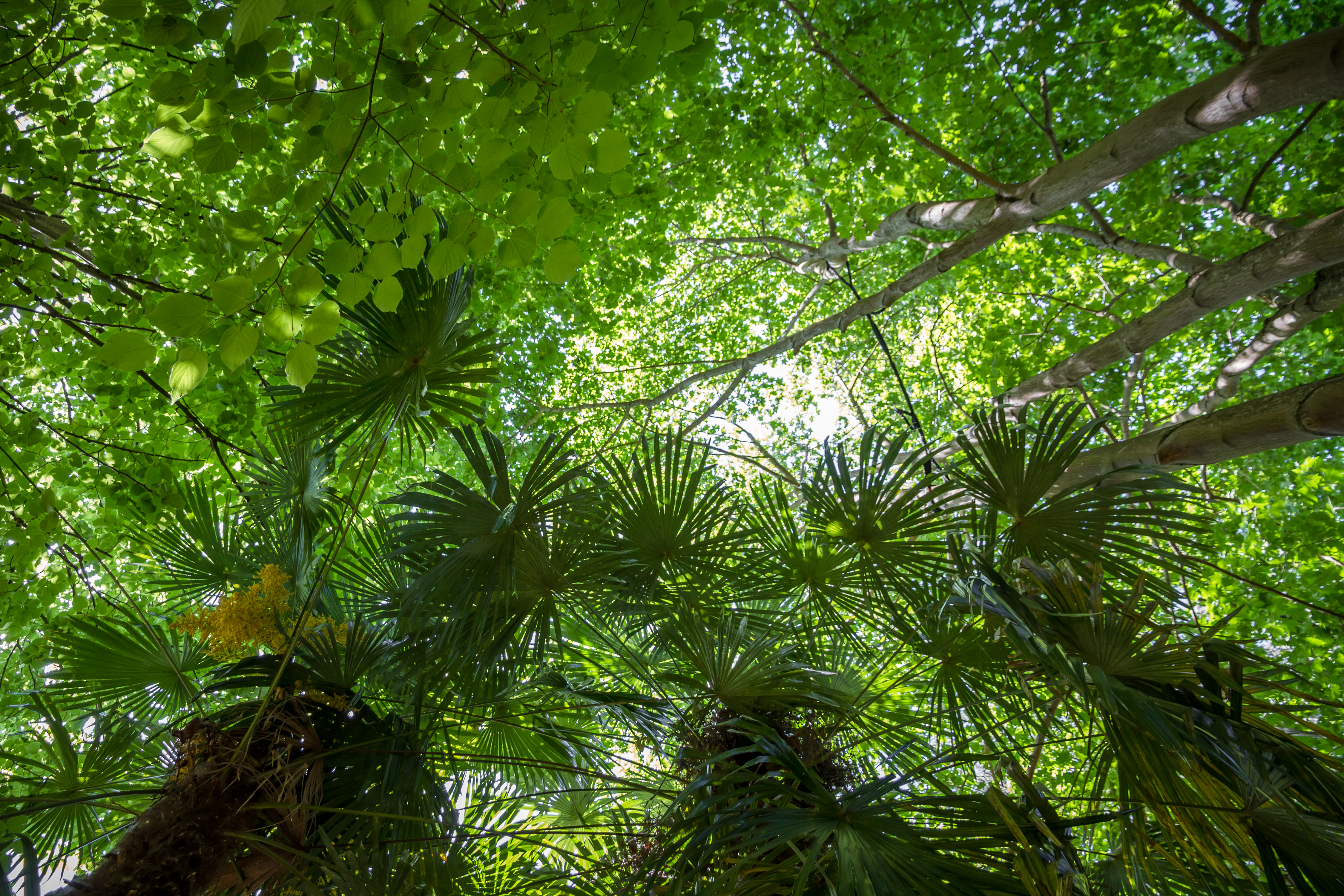 UK offers £400 million loan for tropical forest protection