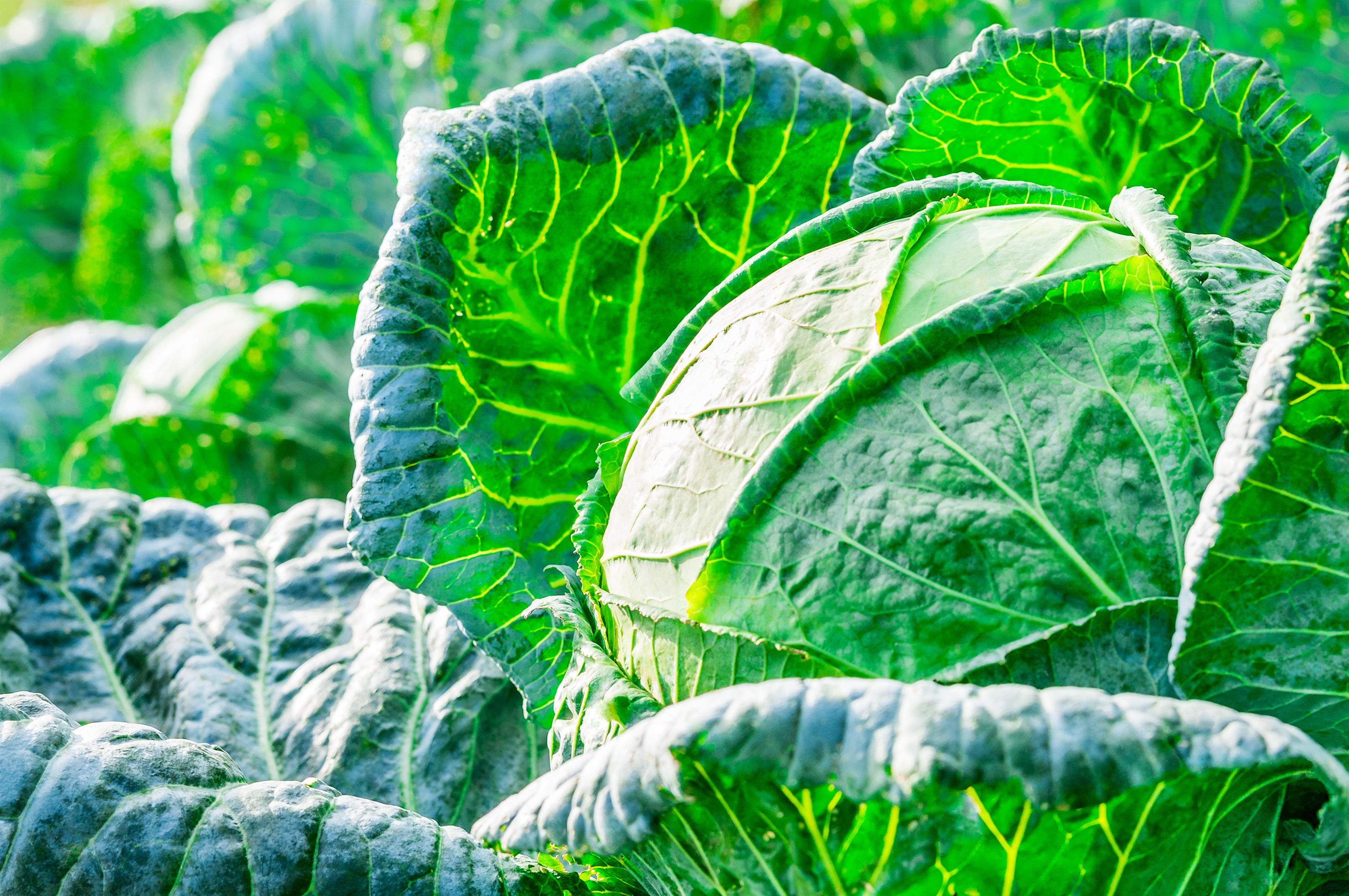 China investigates claims farmers are treating cabbages with formaldehyde