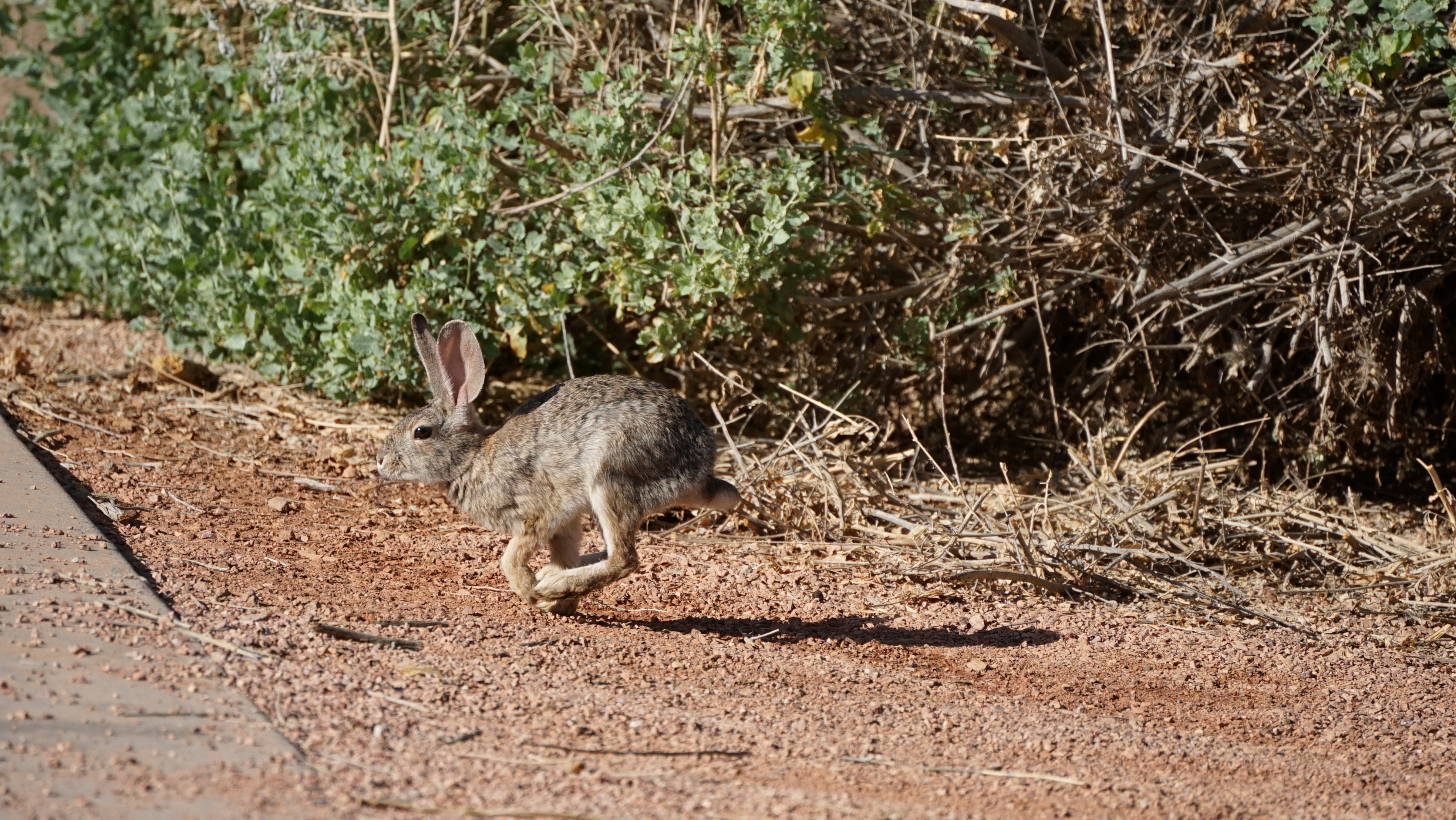 Illegal hare coursing gangs grow tenfold across England