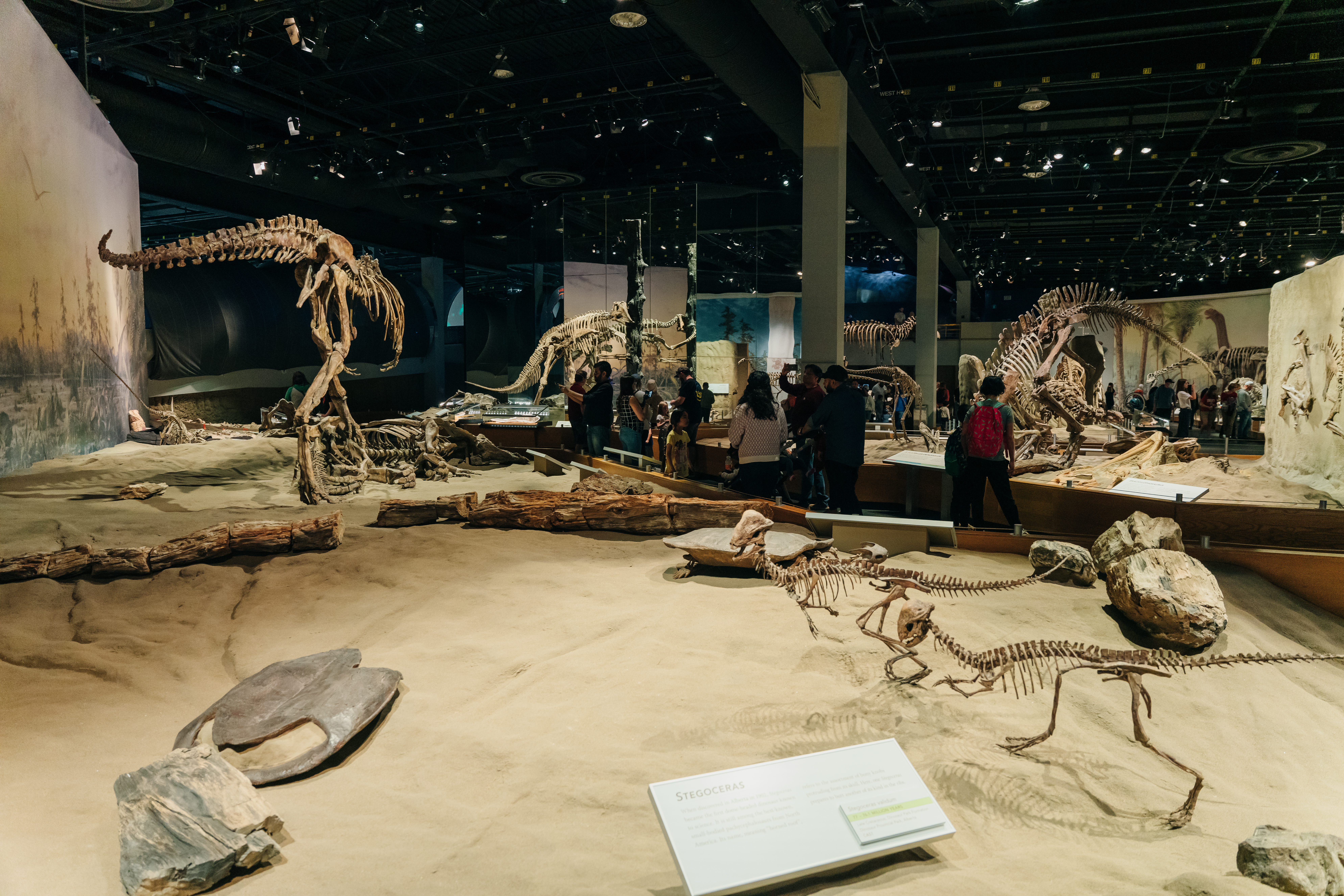 Rare T. rex fossil could set new auction record