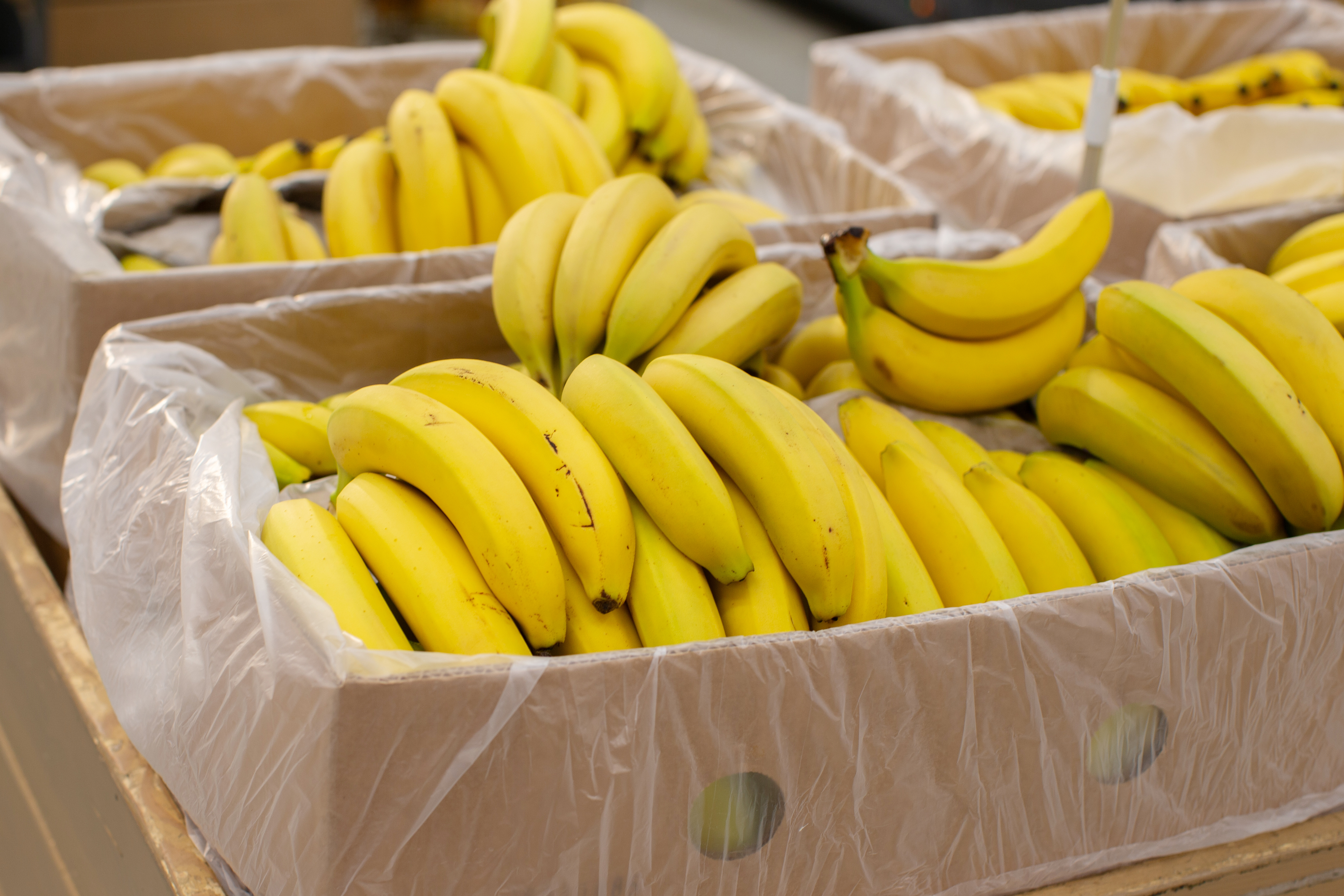 £232m of cocaine found hidden in Essex banana shipment