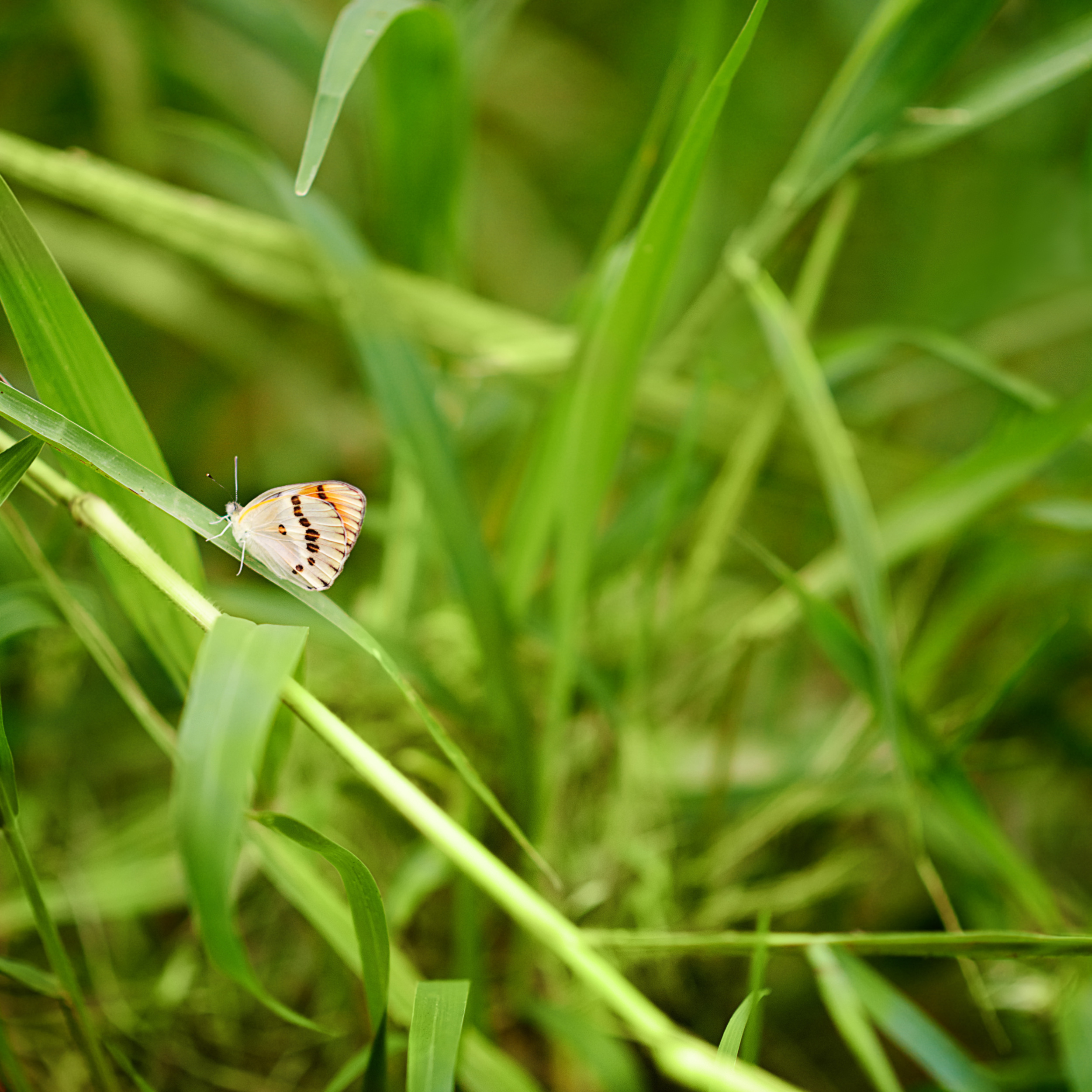 Quarrying firm destroys rare butterfly habitat in Derbyshire after 15 years