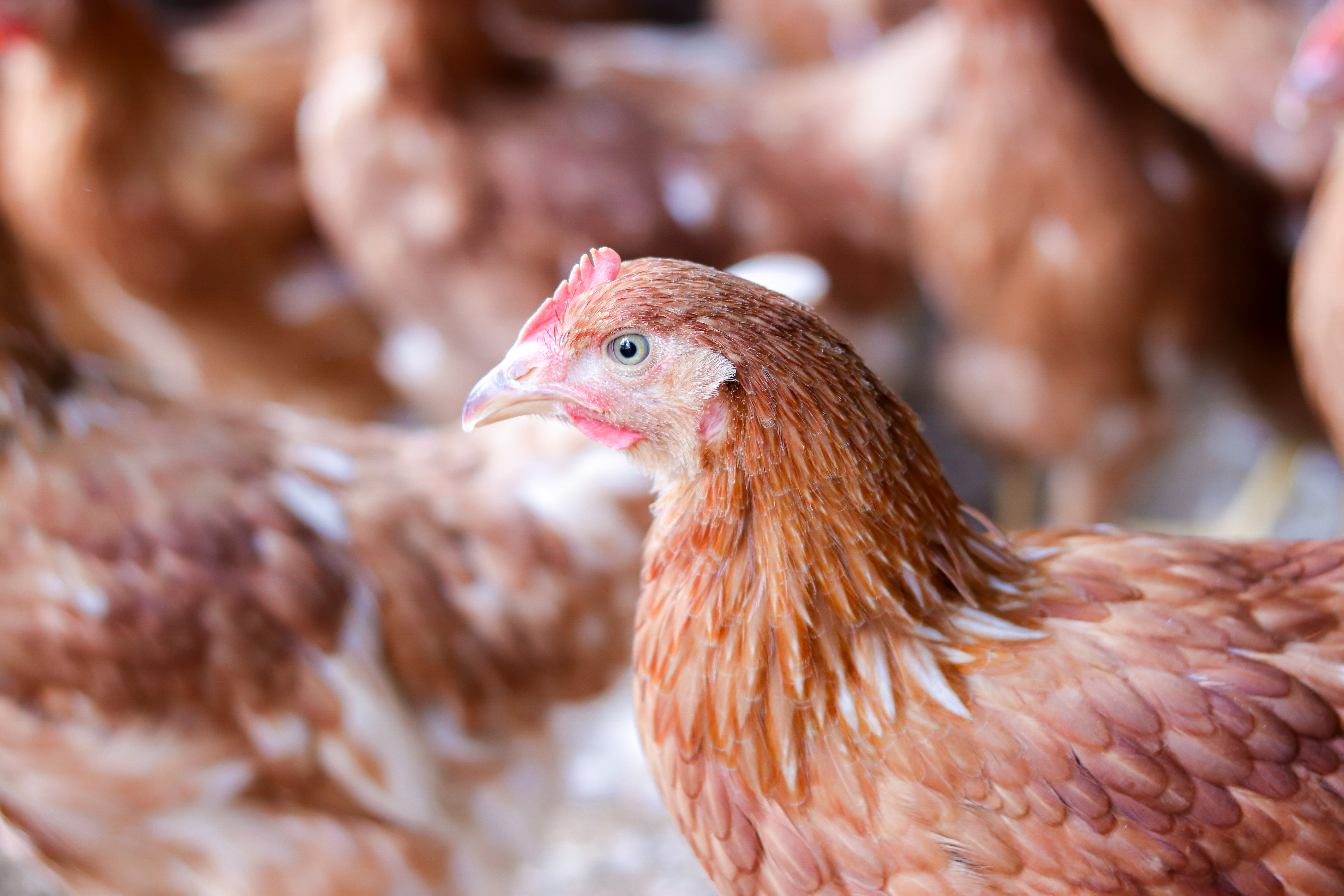 Poultry expansion plans risk UK food security, campaigners tell ministers