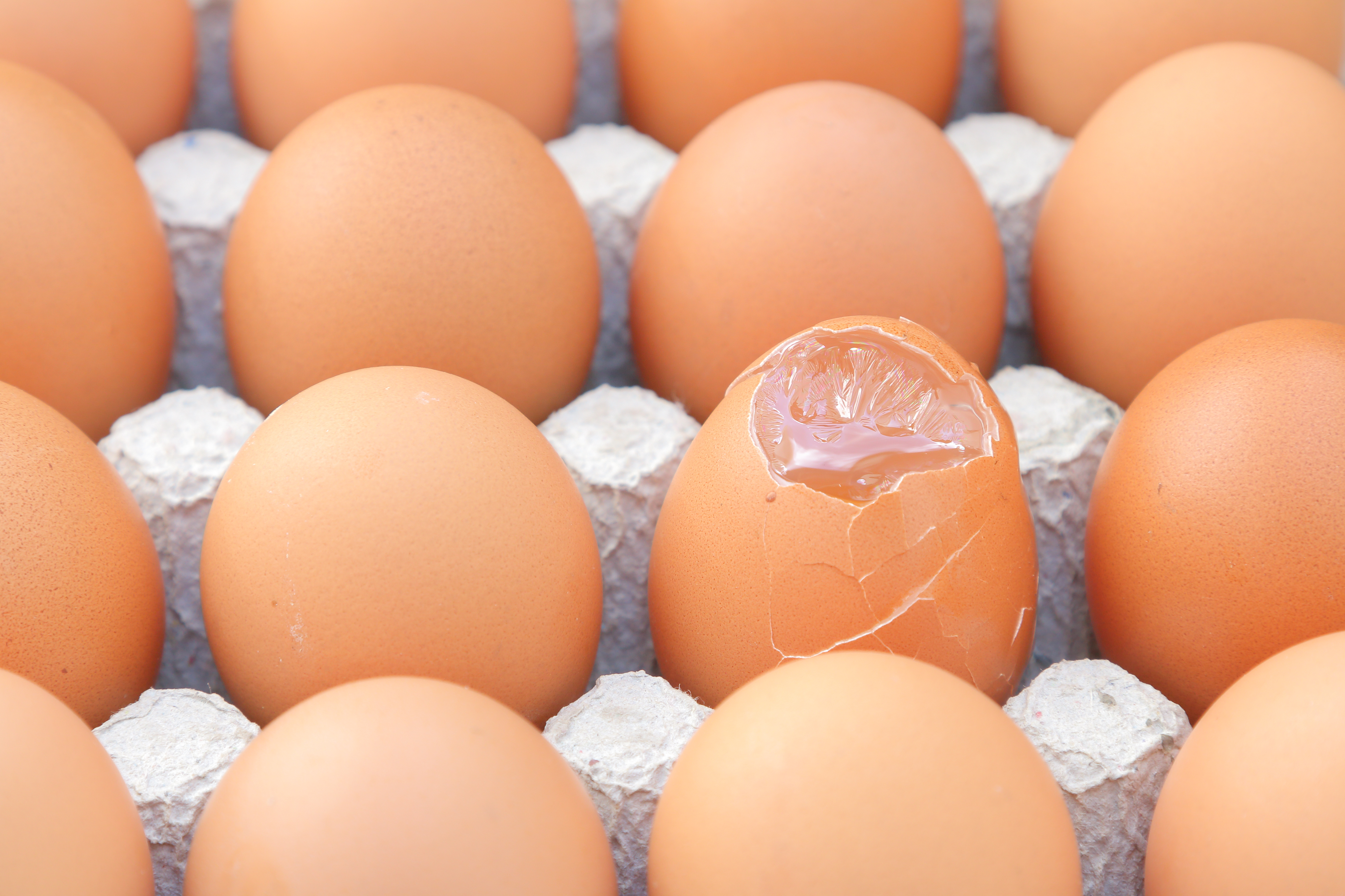 Nearly 1.6m dozen eggs recalled in US over salmonella outbreak