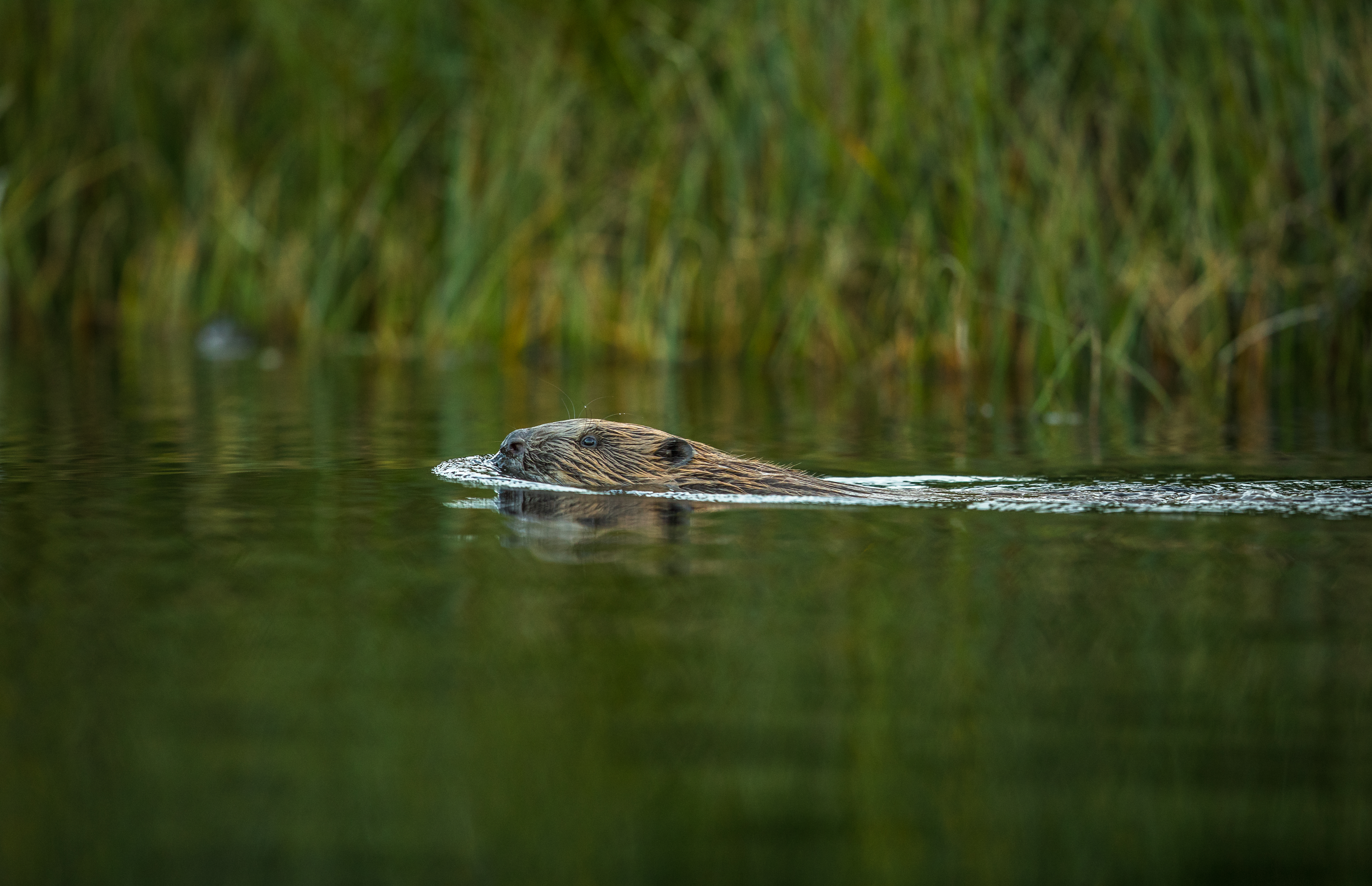 How does a Devon beaver pond fight drought?