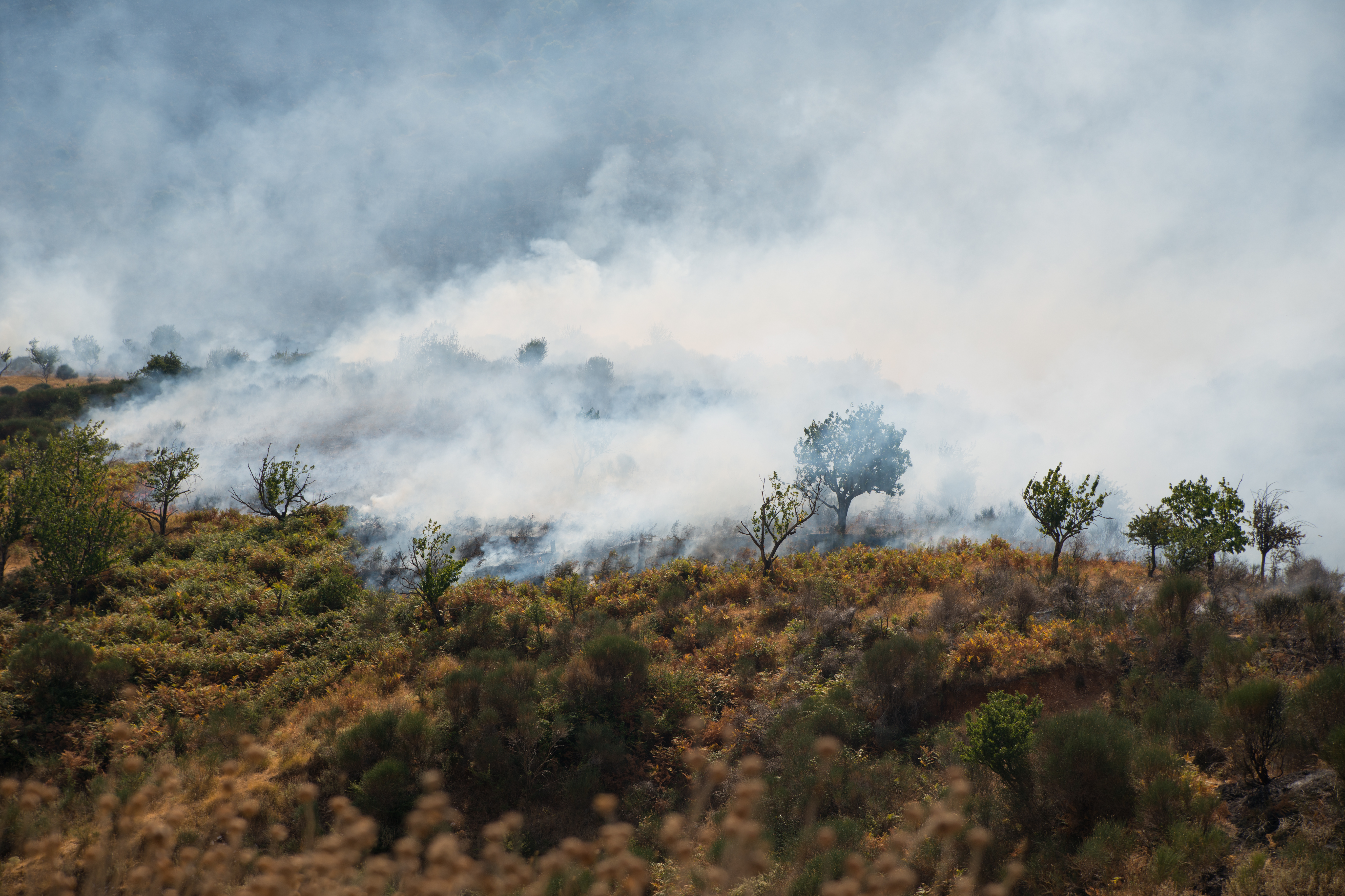 Australia's wildfire experience offers lessons for UK and Europe