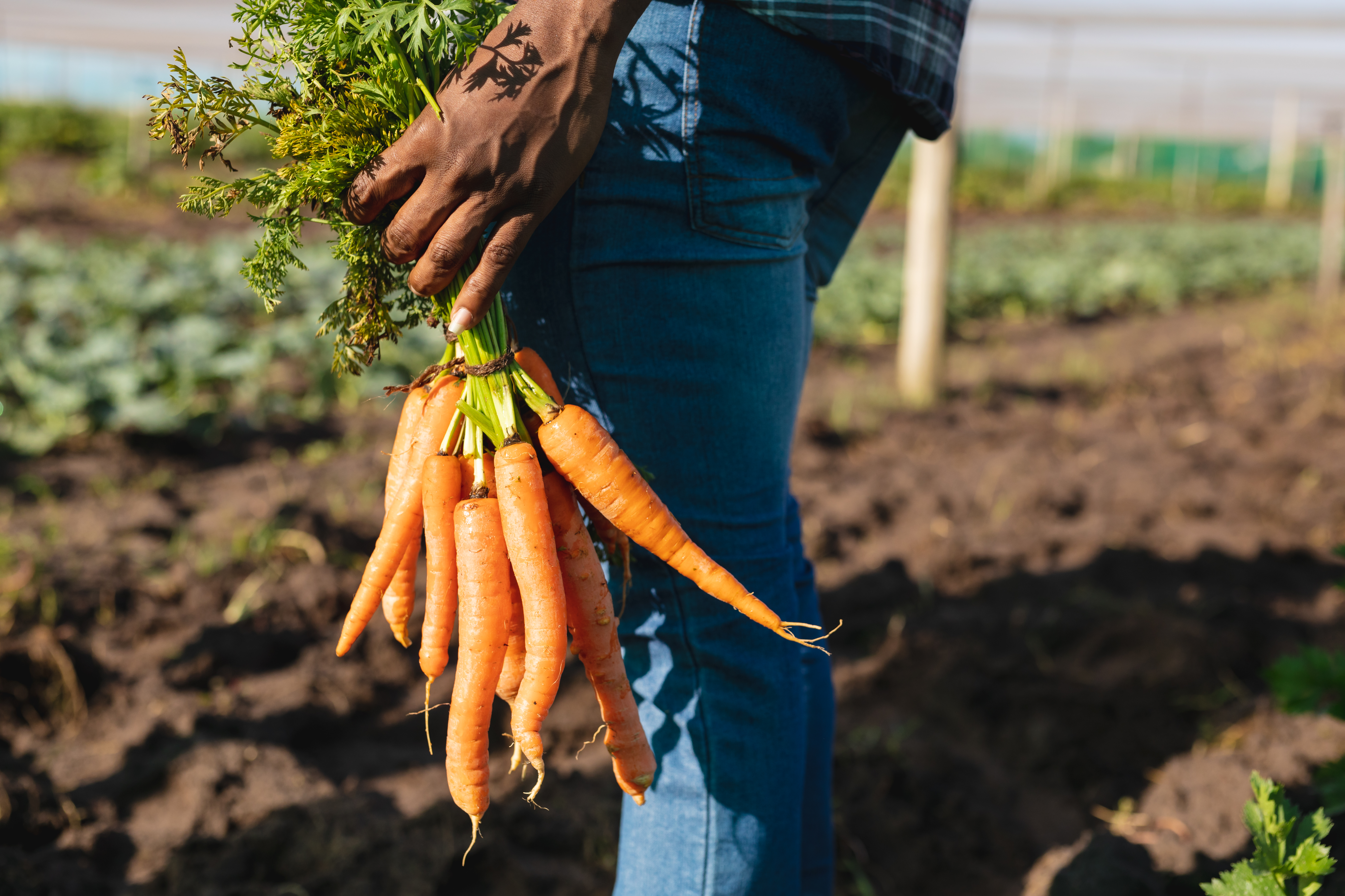 Regenerative farming could increase food nutrients significantly