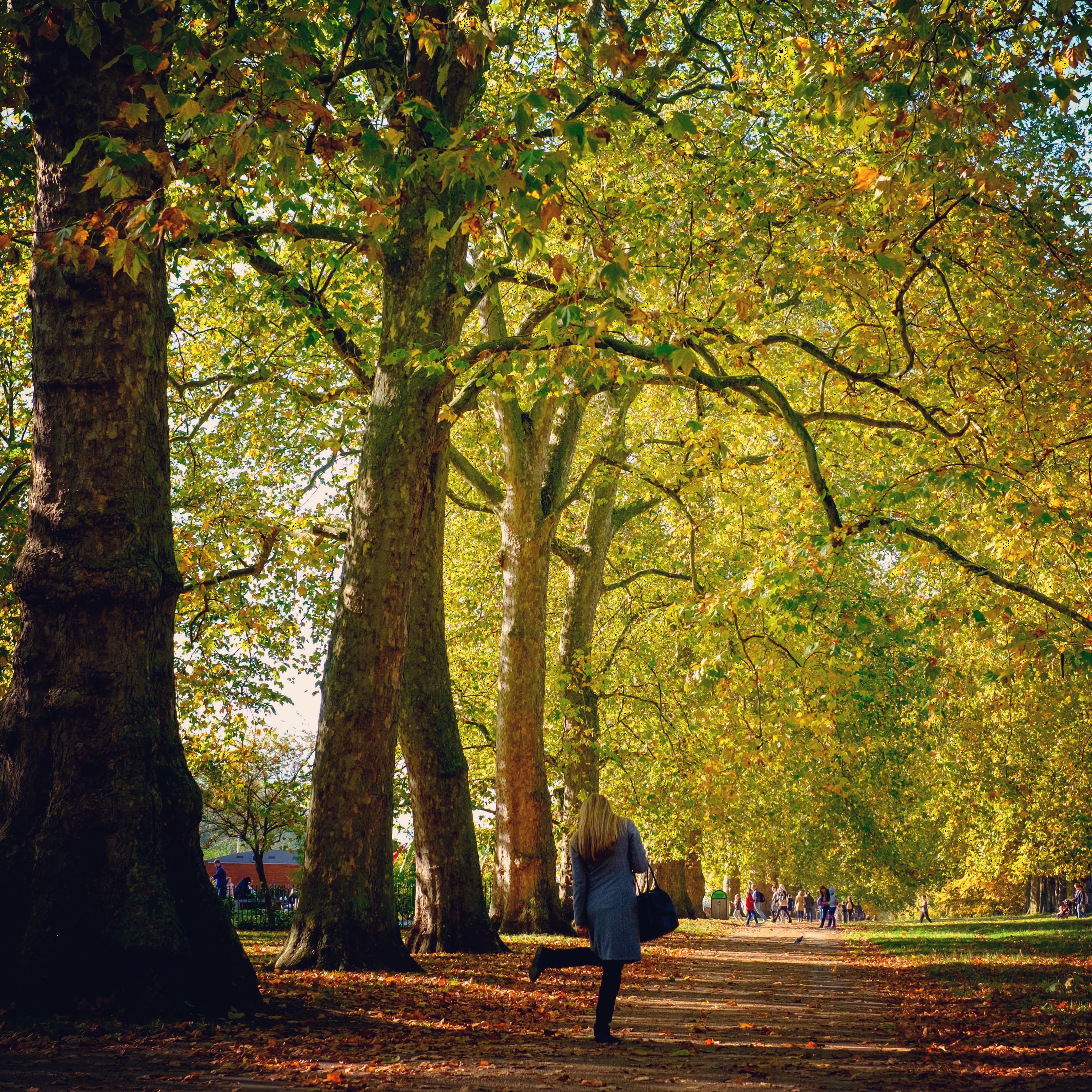 London's historic parks damaged by drought and storms