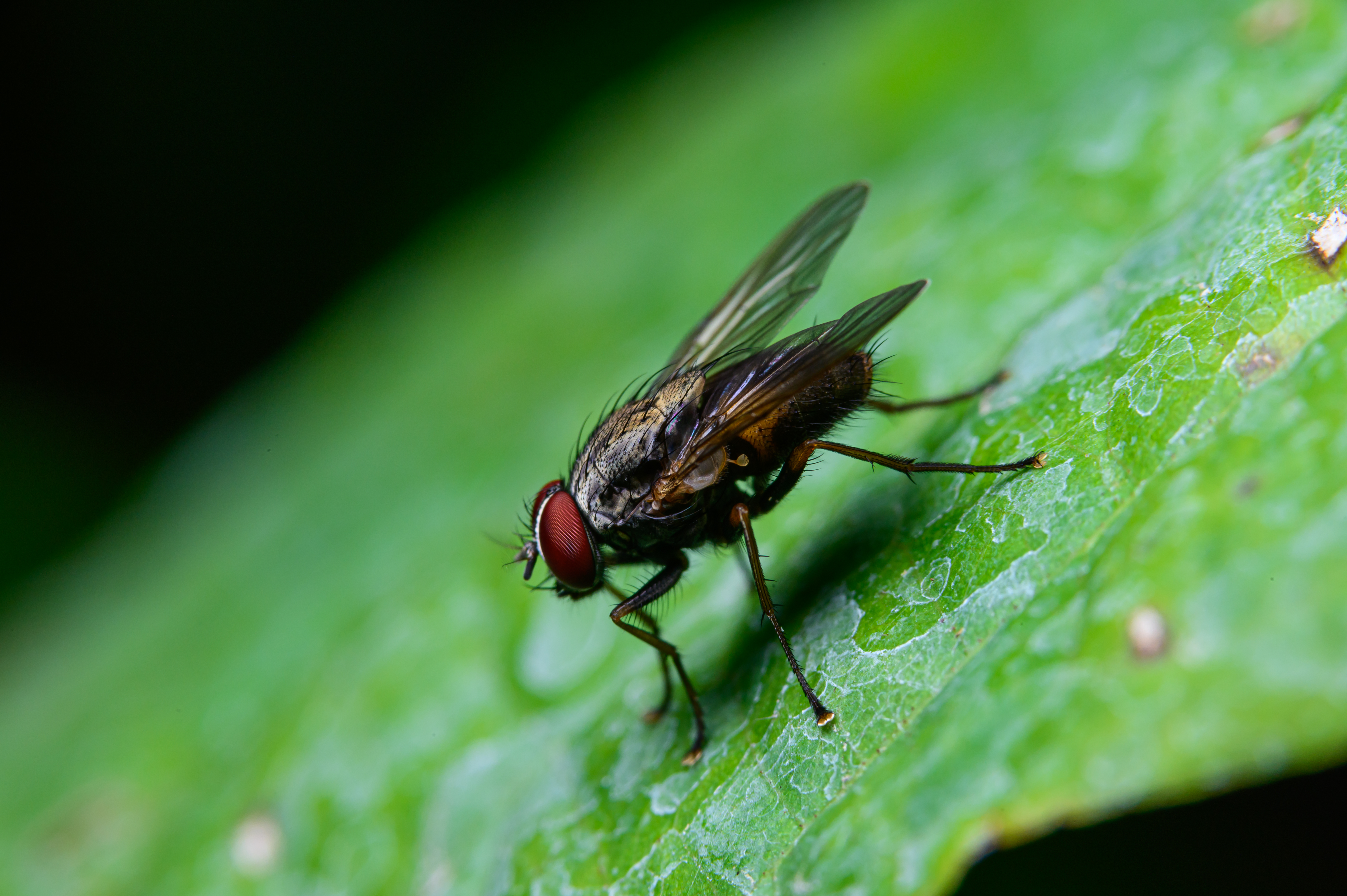 Llanelli residents plagued by flies for over 10 years, blaming local recycling plant