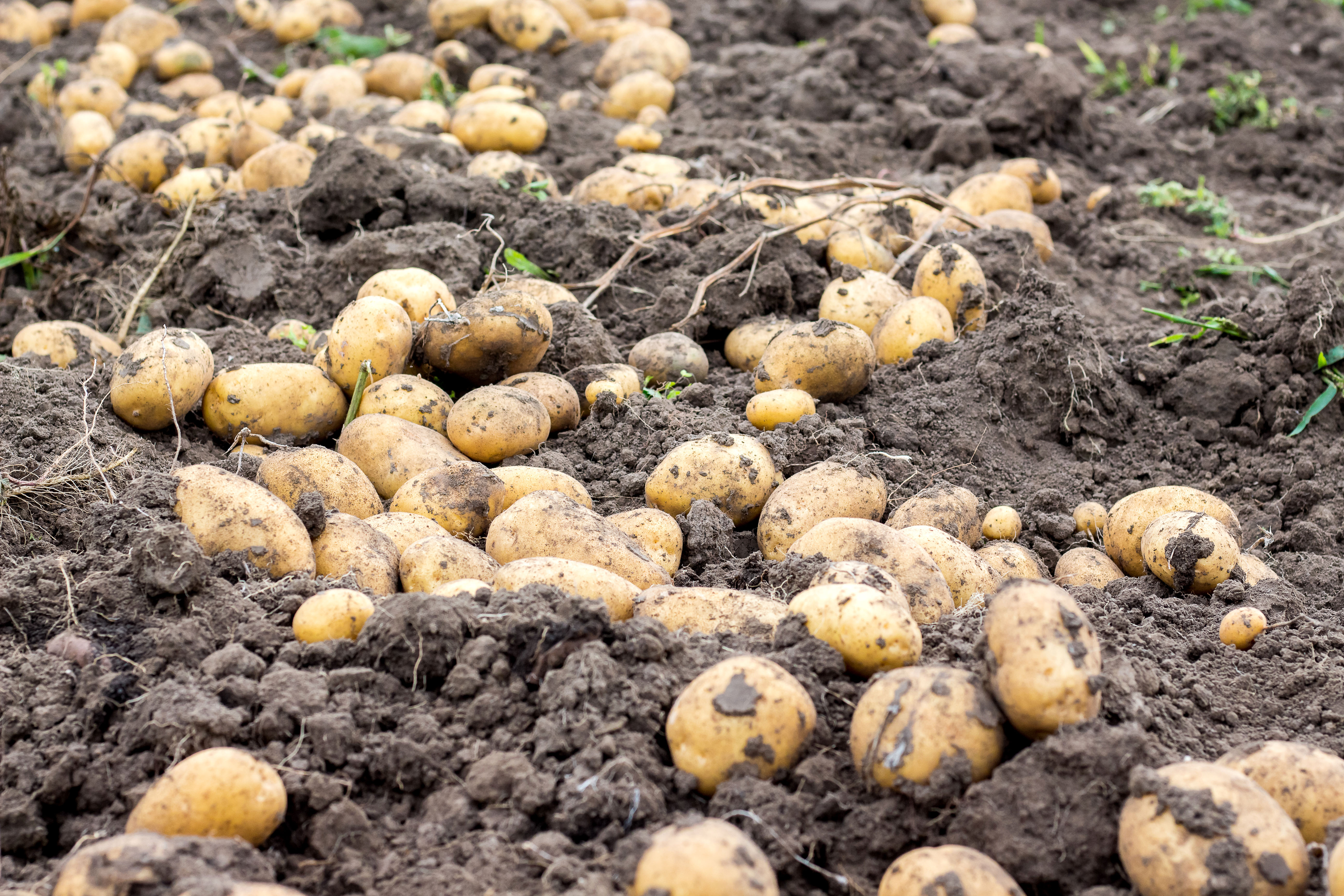 Dry summer weather means fewer, smaller potatoes for UK farmers
