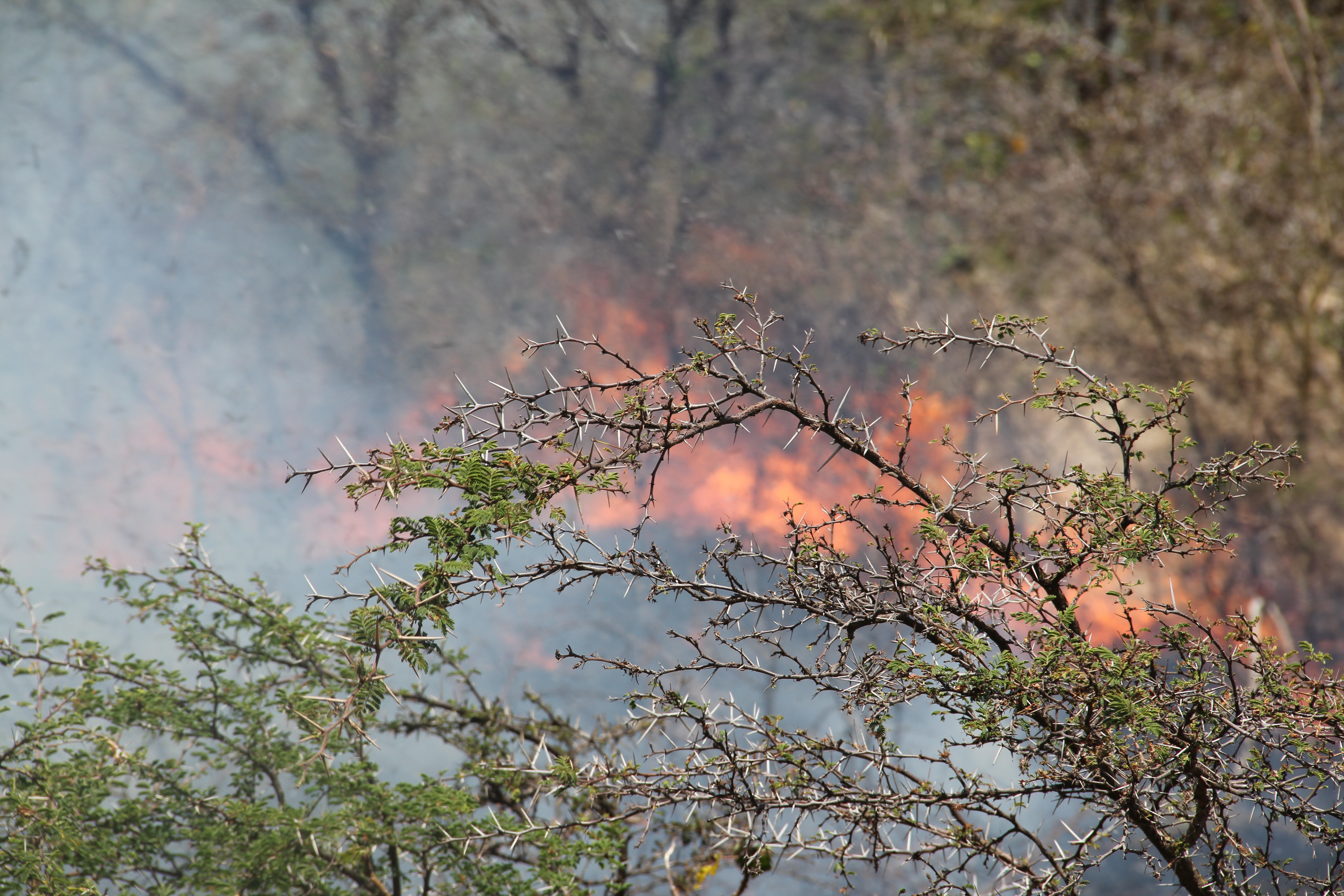 Bordeaux wildfire reaches within nine miles of city