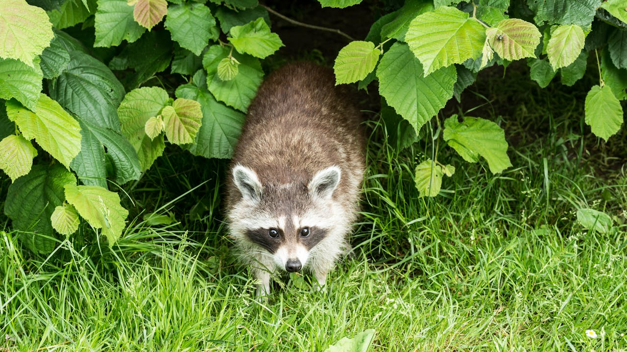 Rabies Vaccine Bait Drop Begins in Western NC to Protect People and Pets