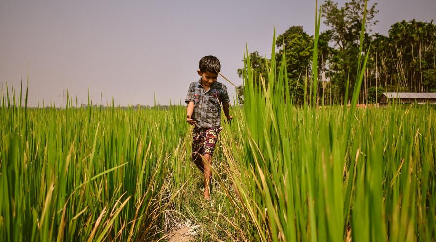 Enriching farmland soil can help prevent childhood stunting