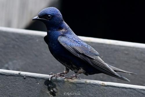 Cuban Martin