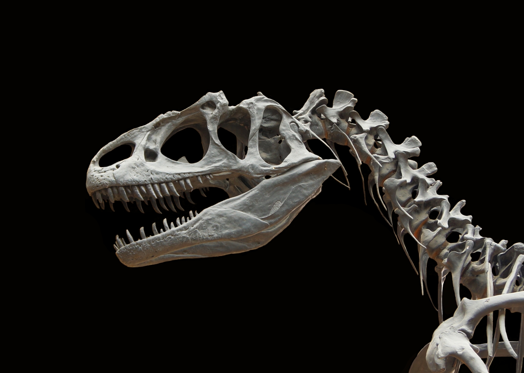 Allosaurus