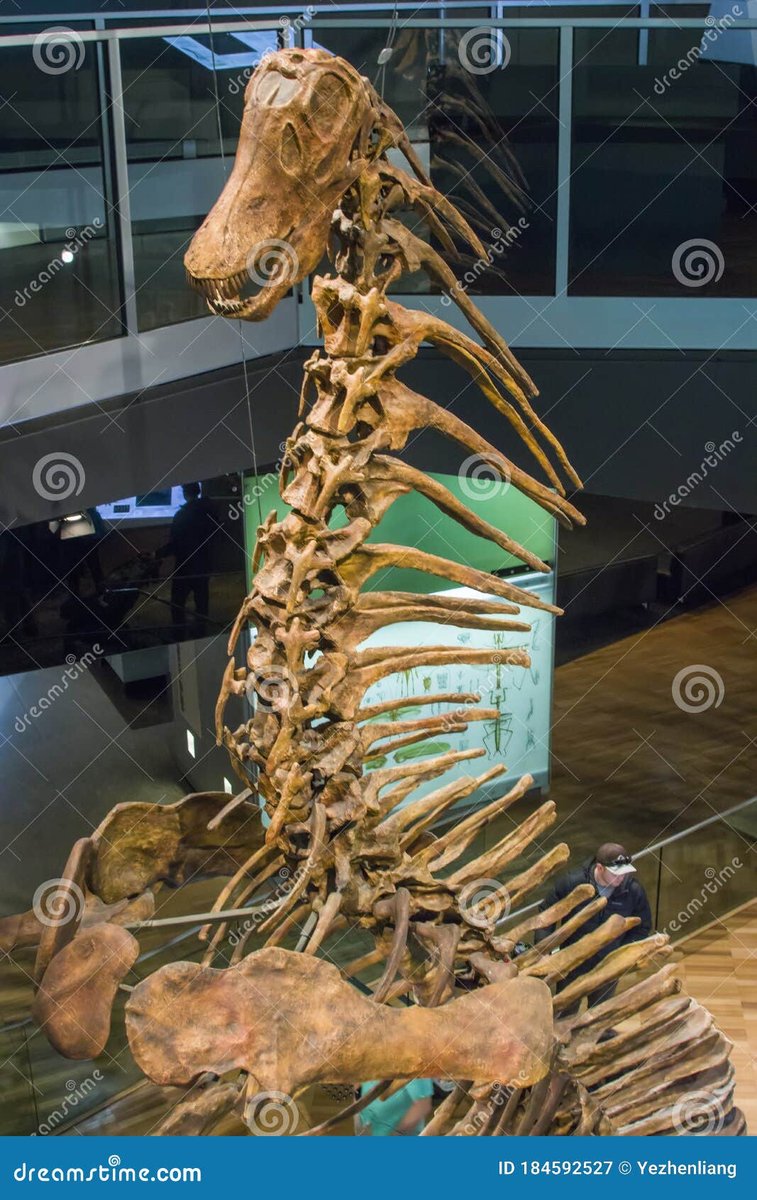 Amargasaurus