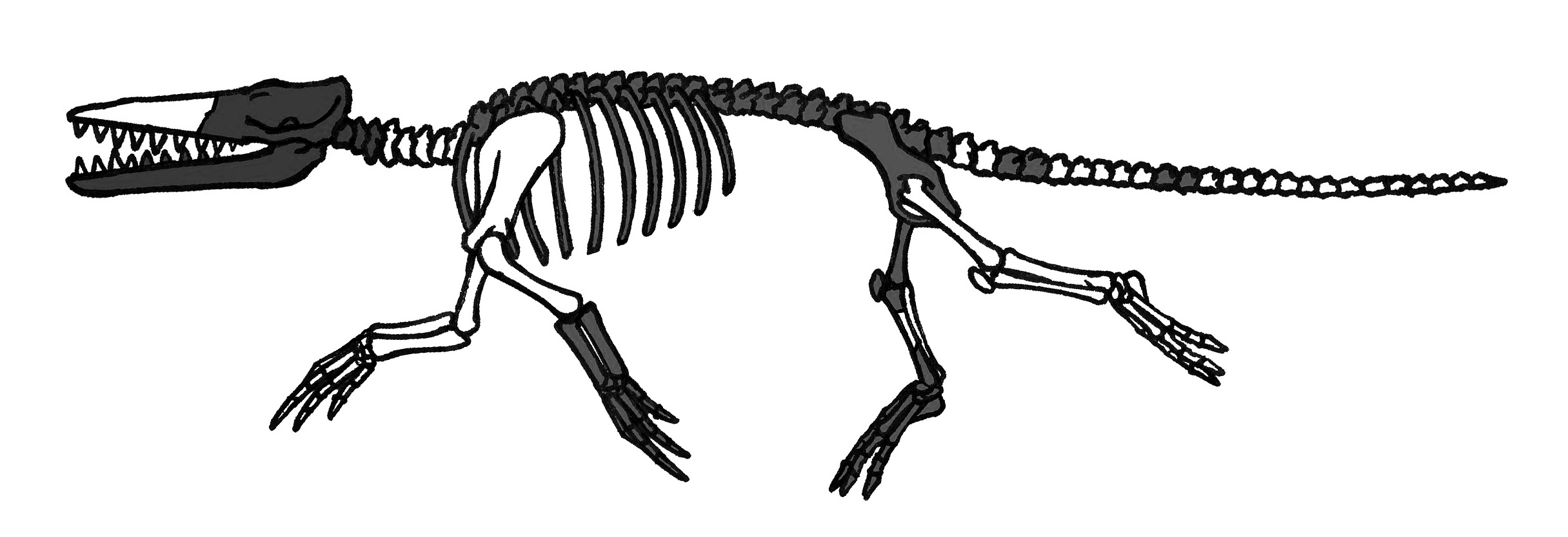 Ambulocetus
