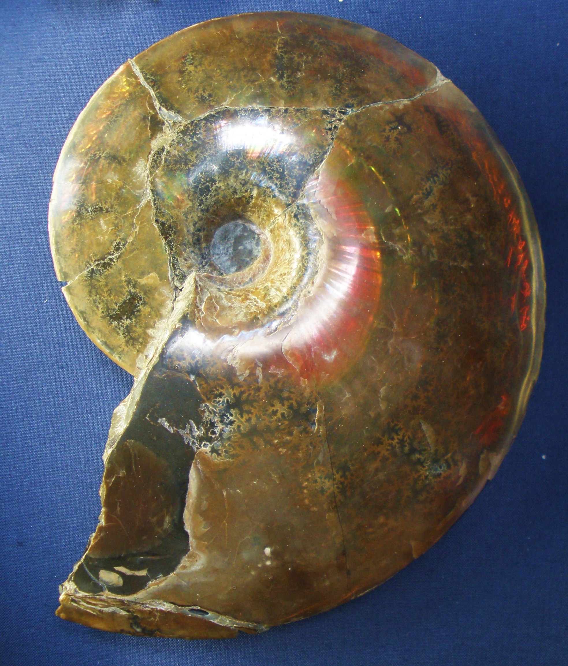 Ammonite (Placenticeras)