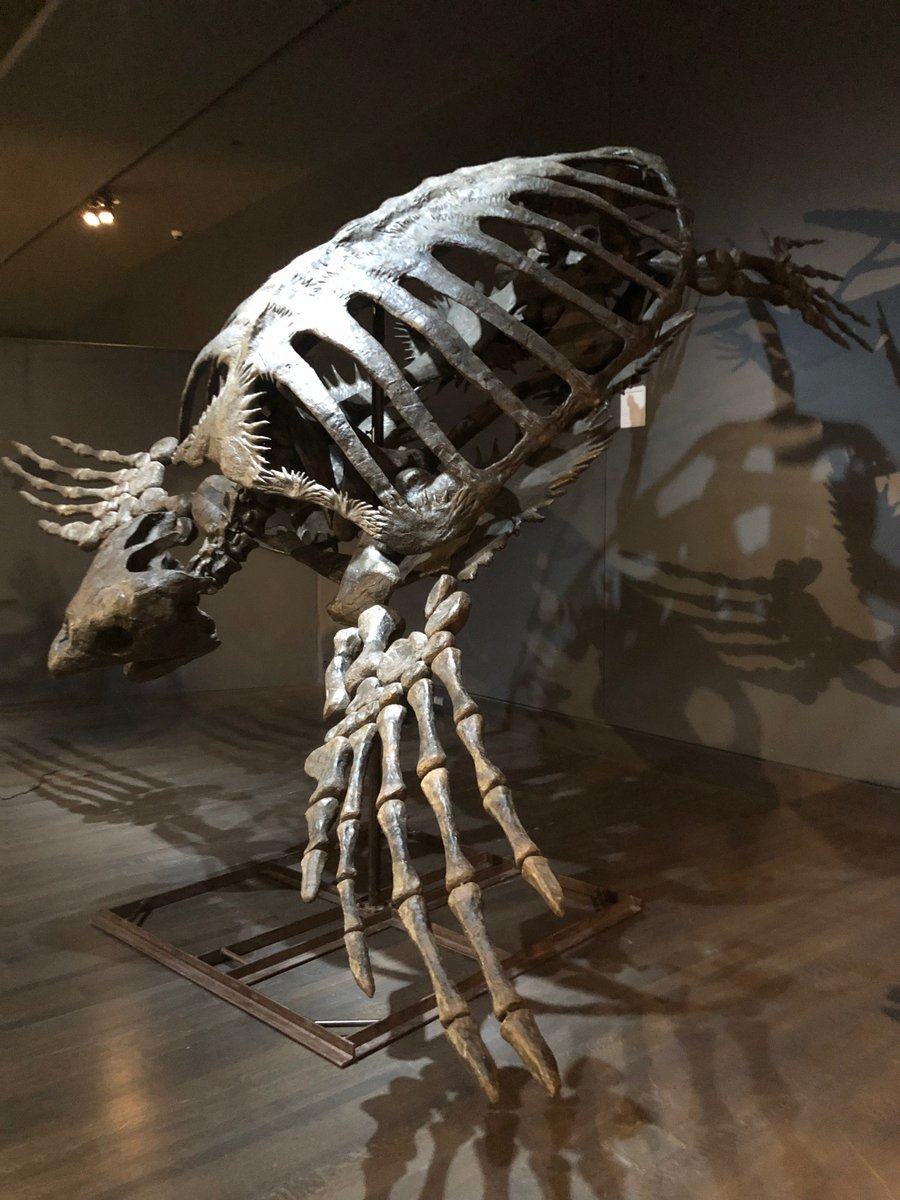 Archelon