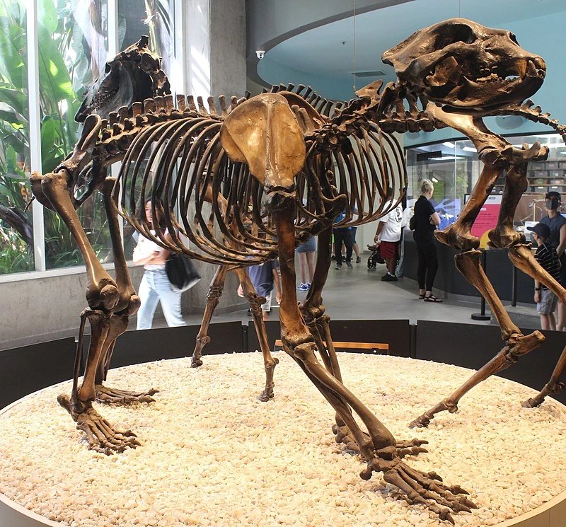 Short-faced Bear
