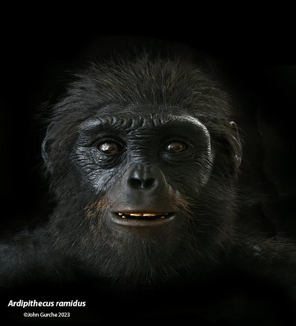 Ardipithecus ramidus