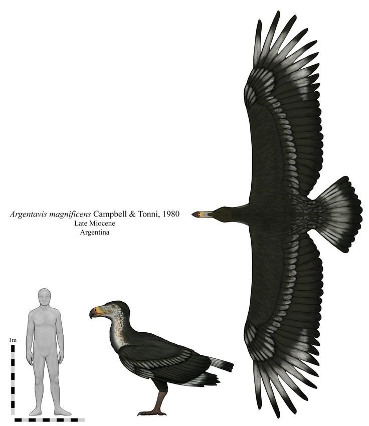 Argentavis
