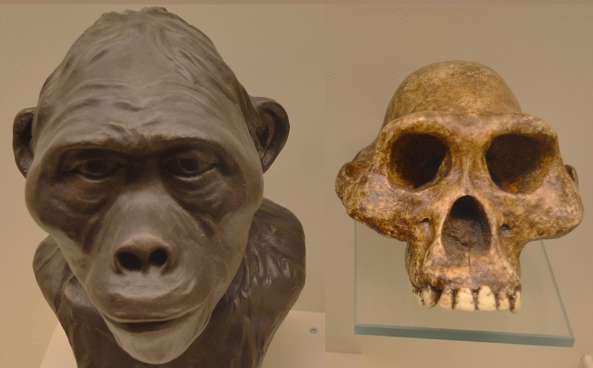 Australopithecus afarensis
