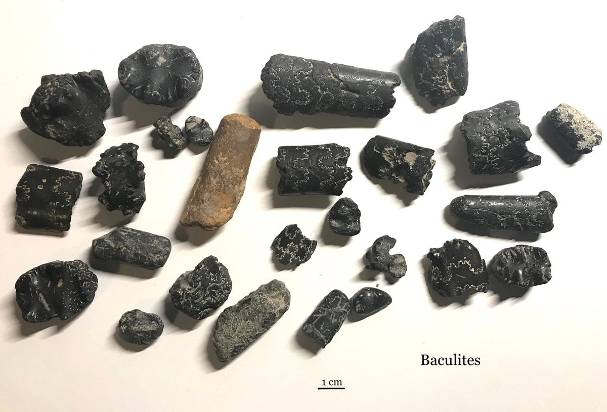 Baculites