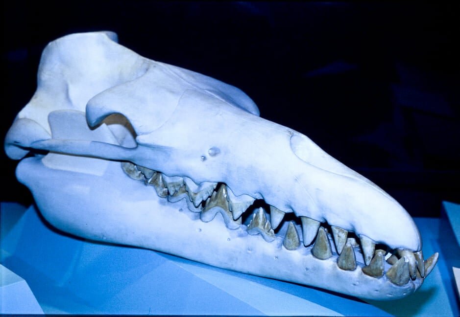 Basilosaurus cetoides