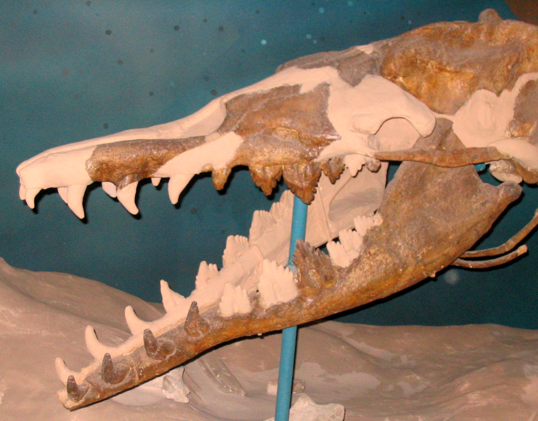 Basilosaurus