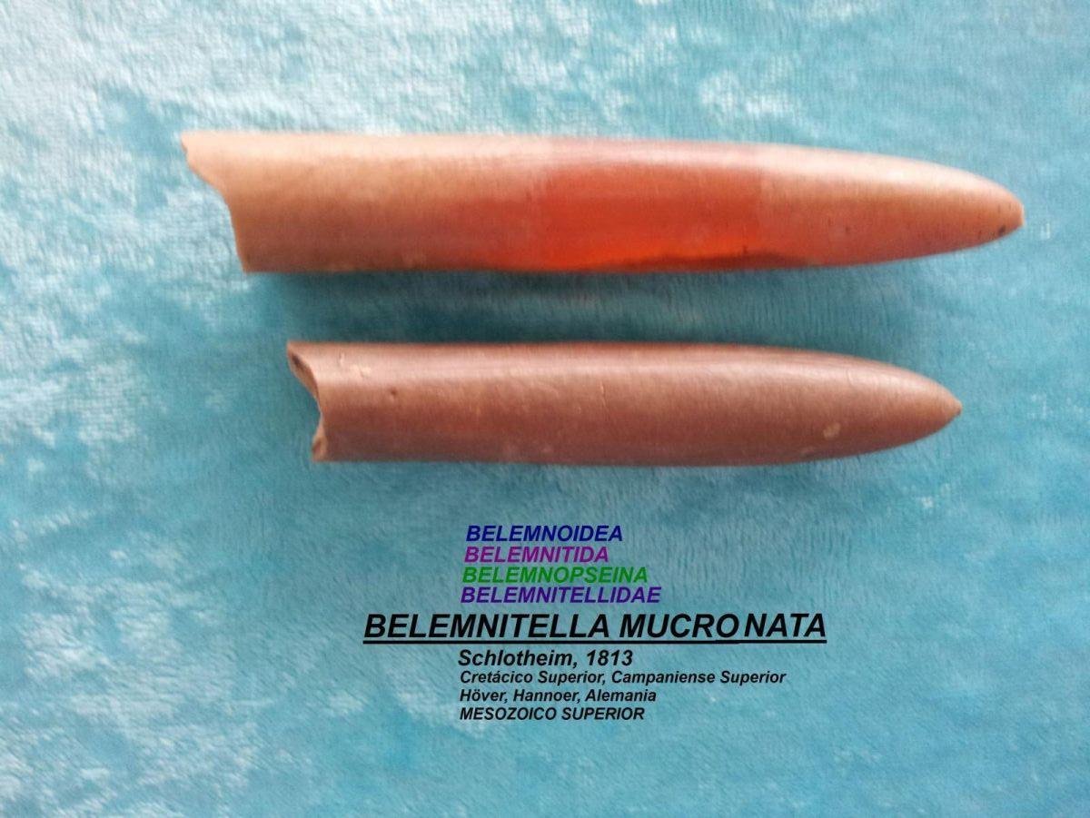 Belemnitella