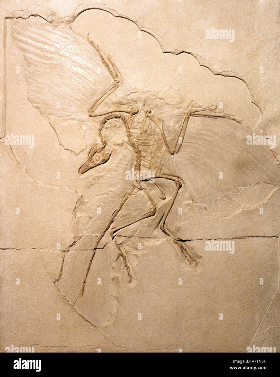 Berlin Archaeopteryx (HMN 1880)