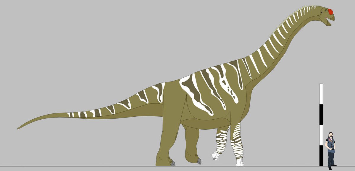 Camarasaurus