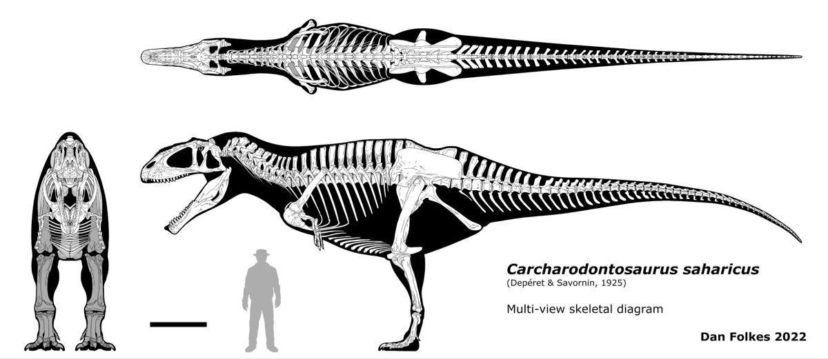 Carcharodontosaurus