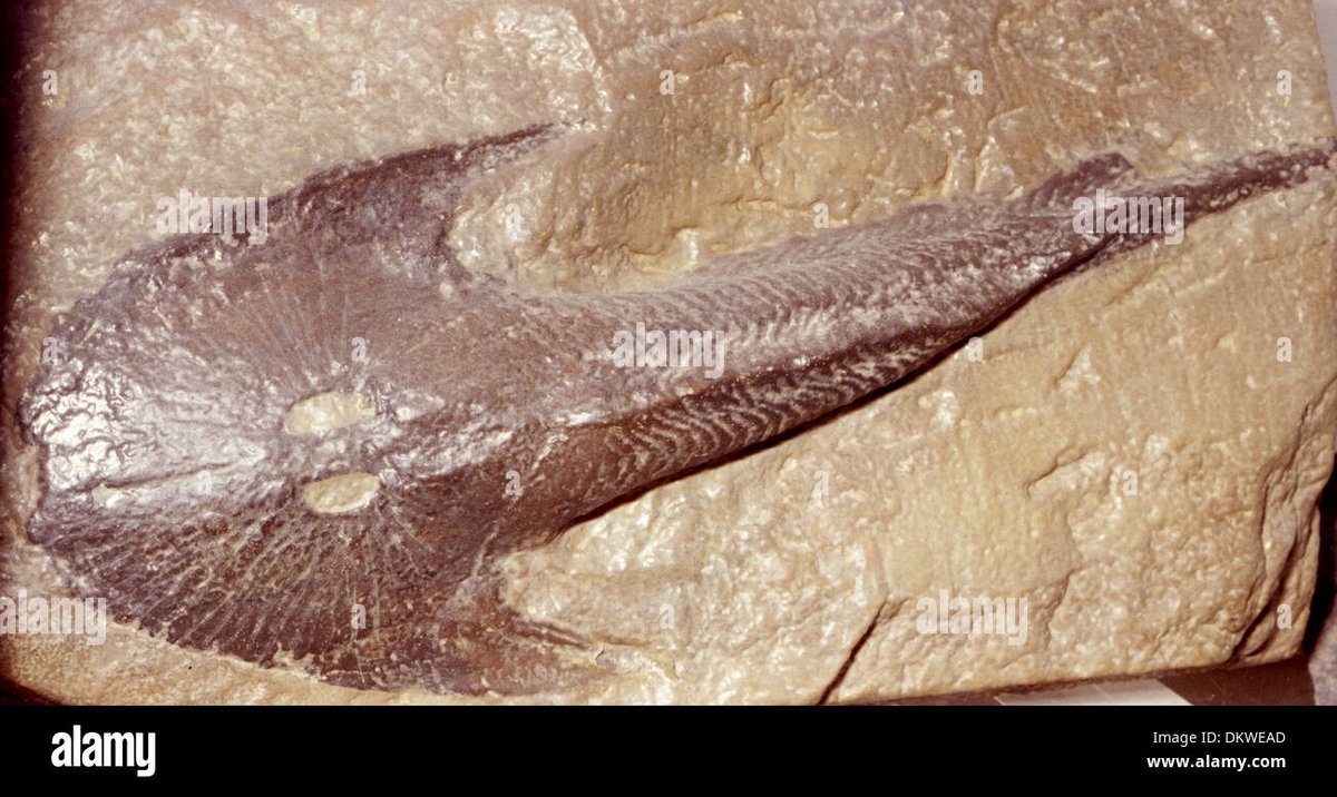 Cephalaspis