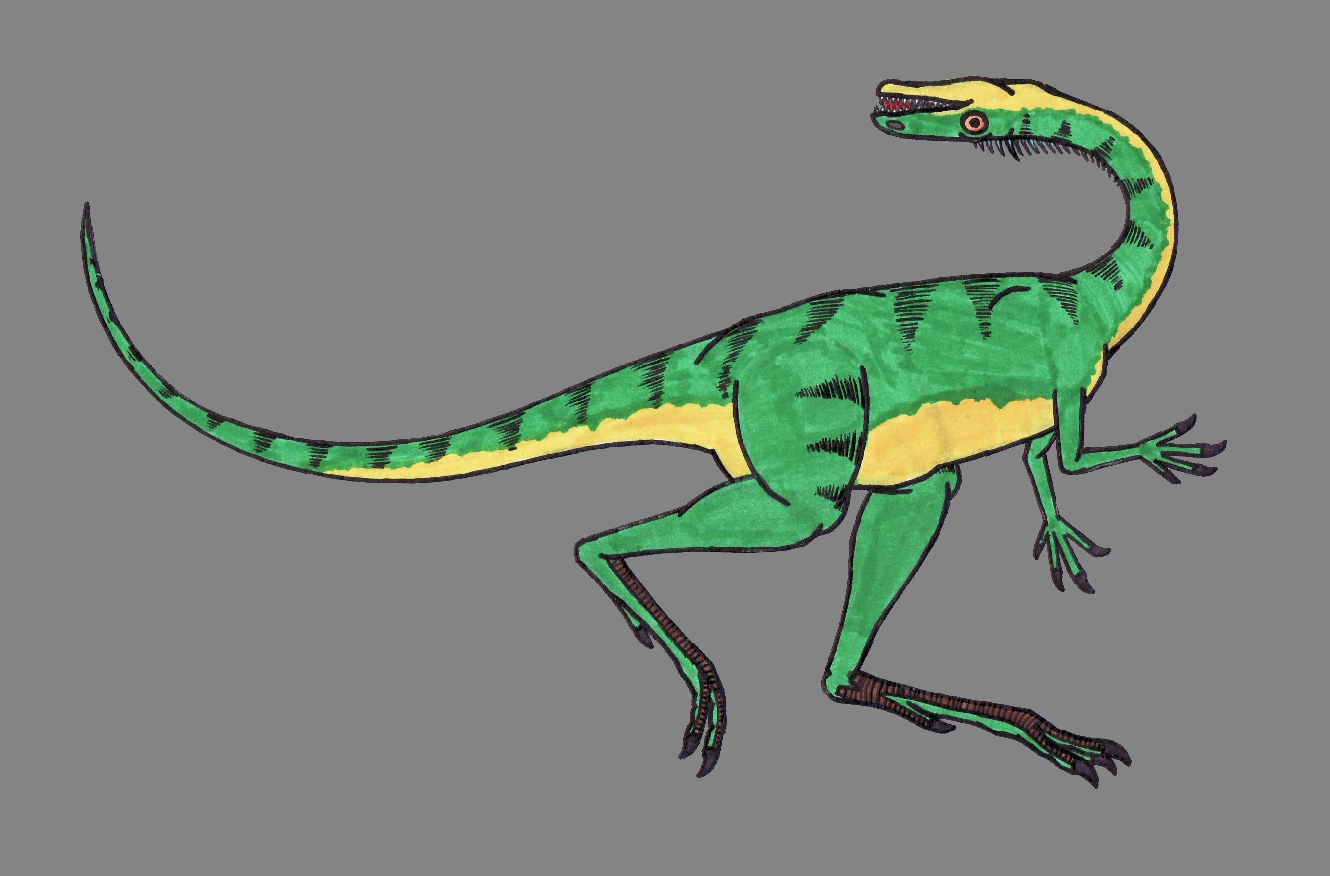 Coelophysis