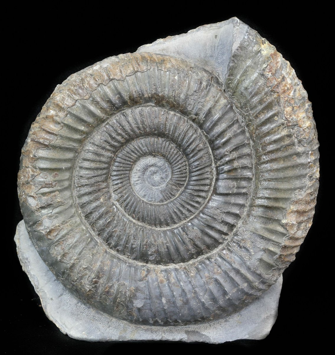 Dactylioceras