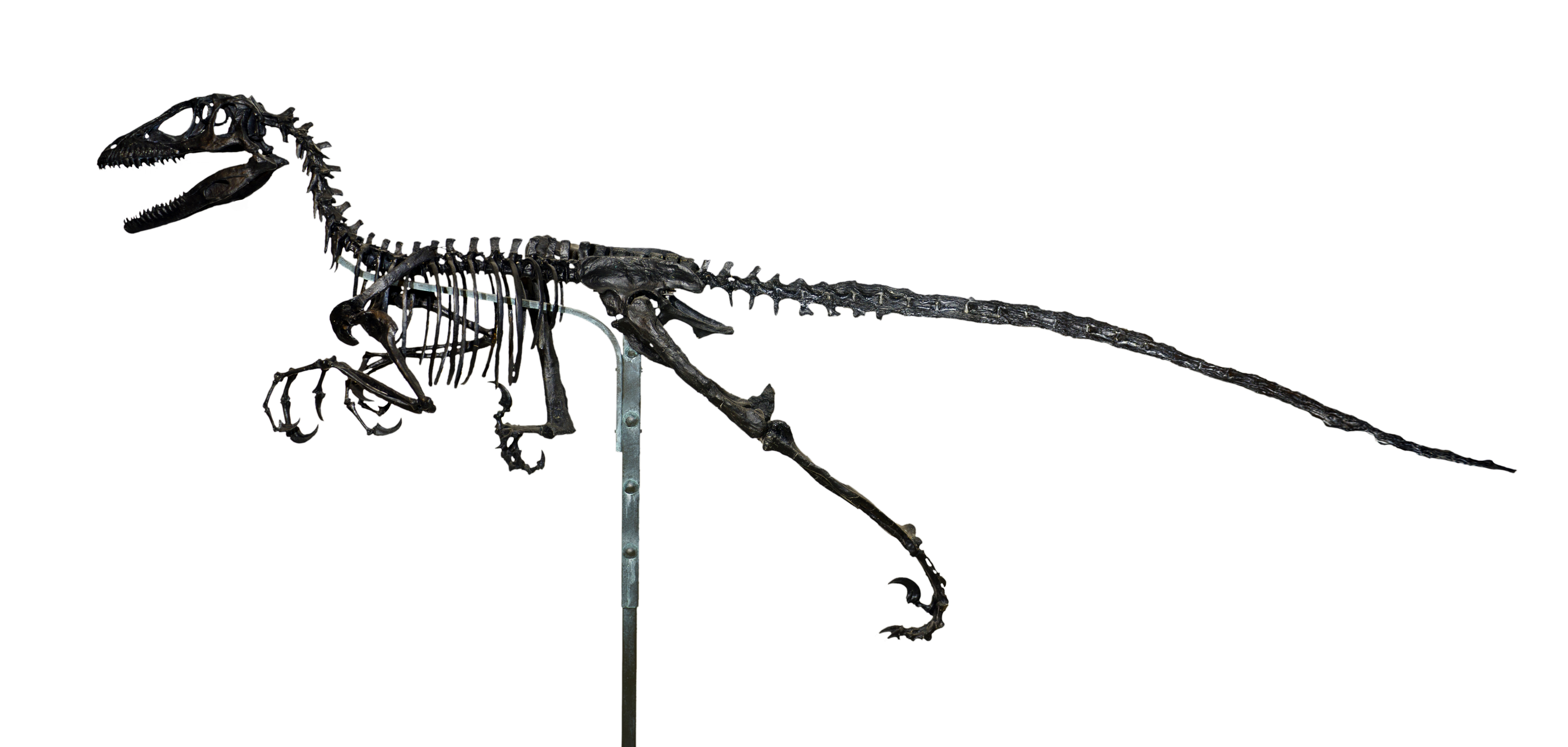 Deinonychus