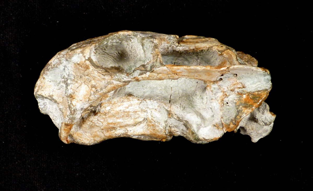 Dicynodon