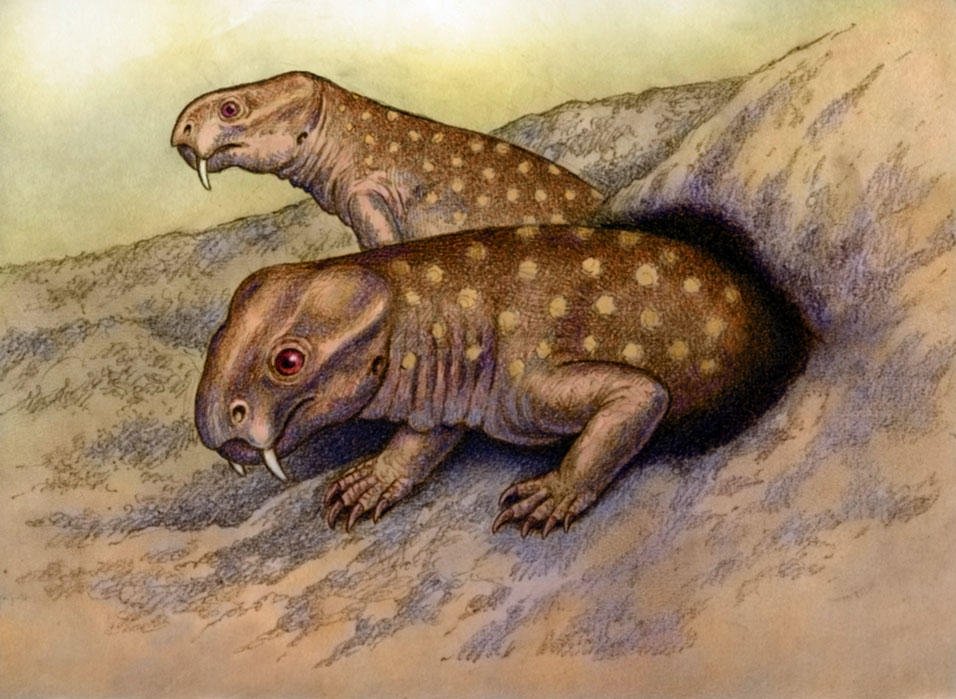 Diictodon