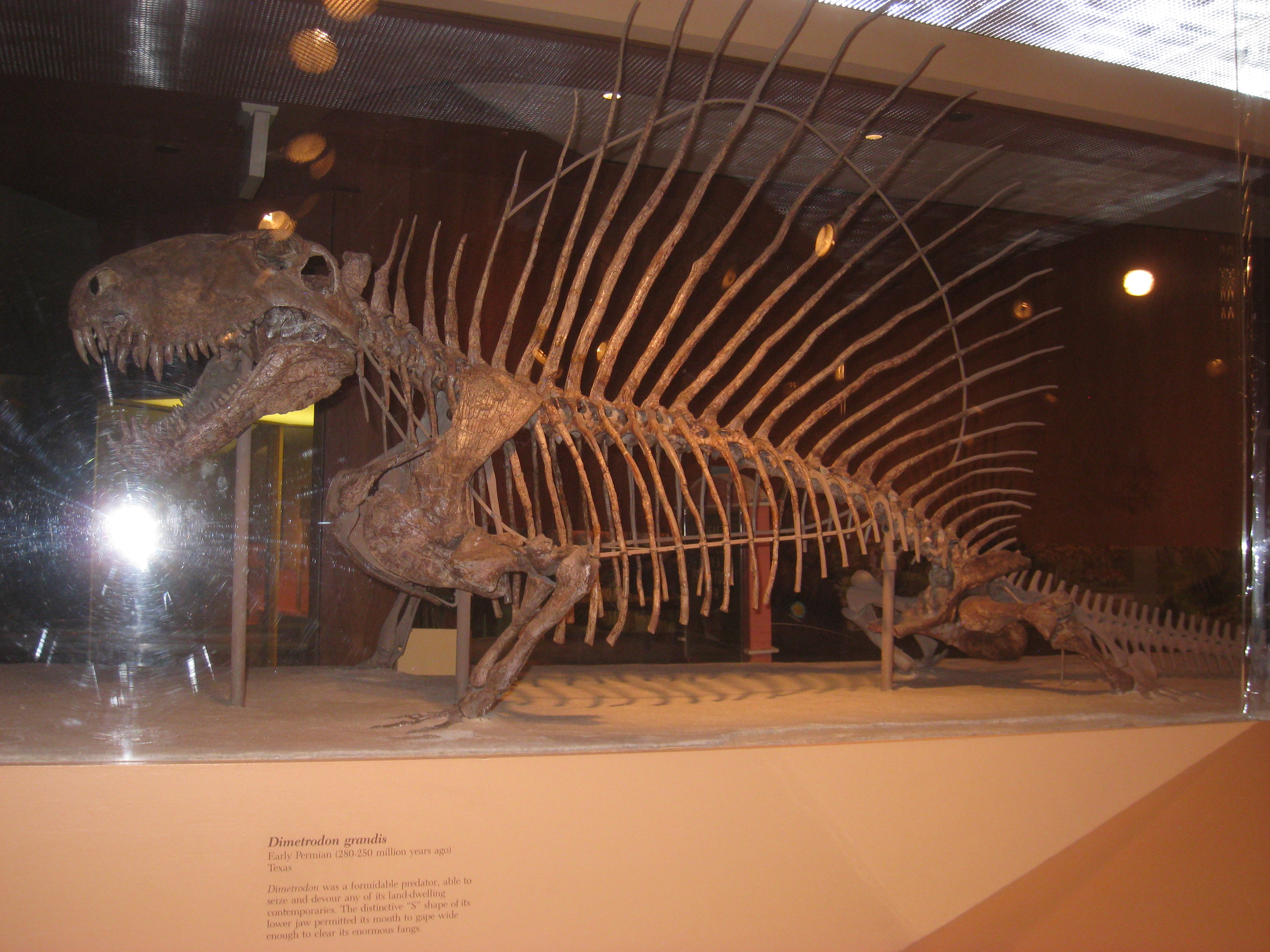 Dimetrodon