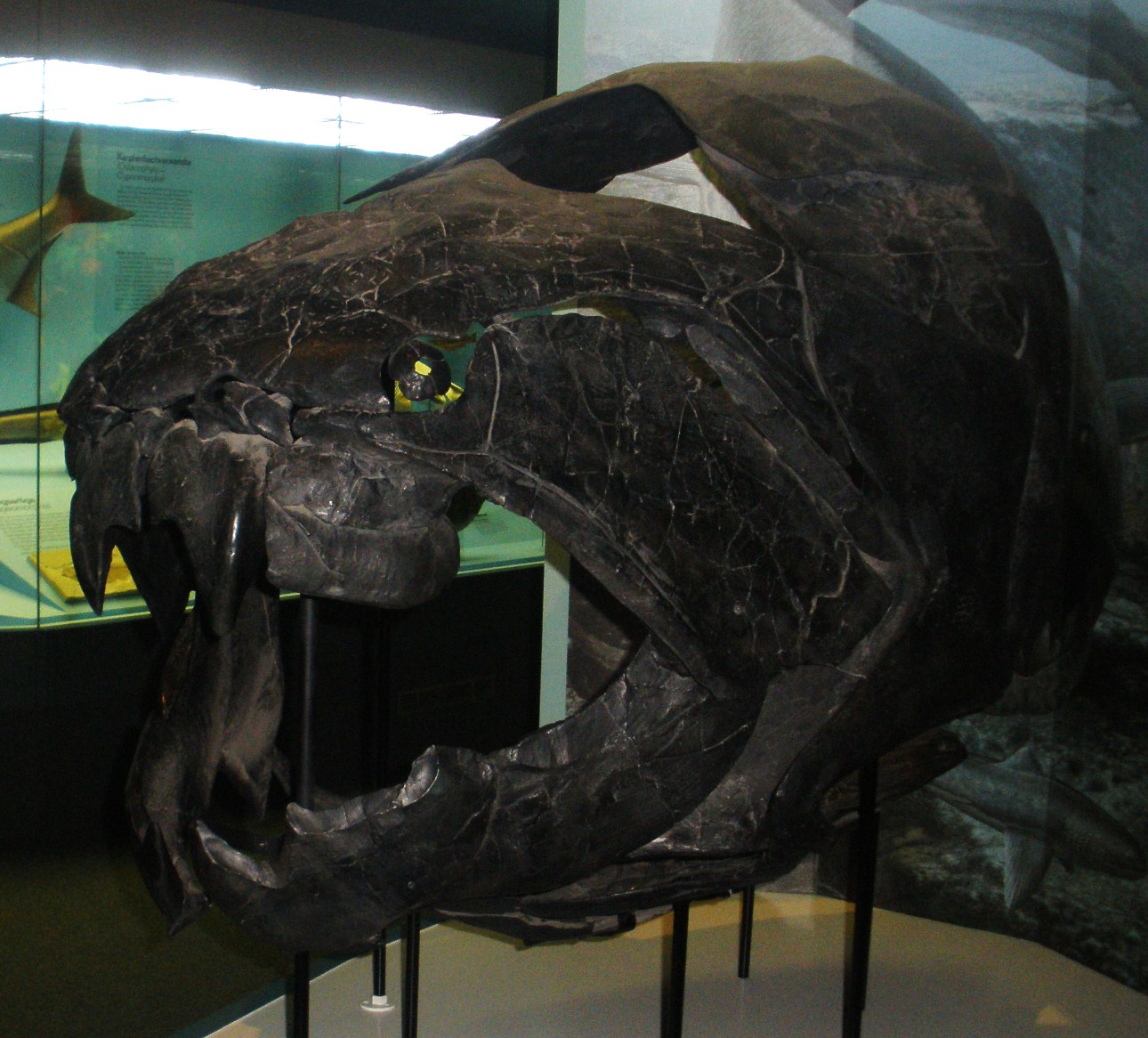 Dunkleosteus