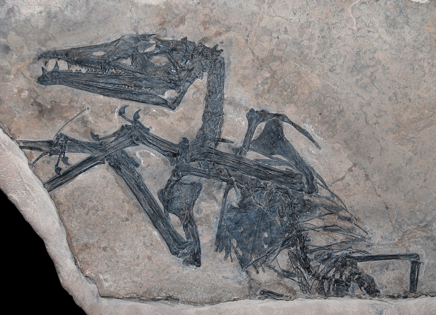 Eudimorphodon