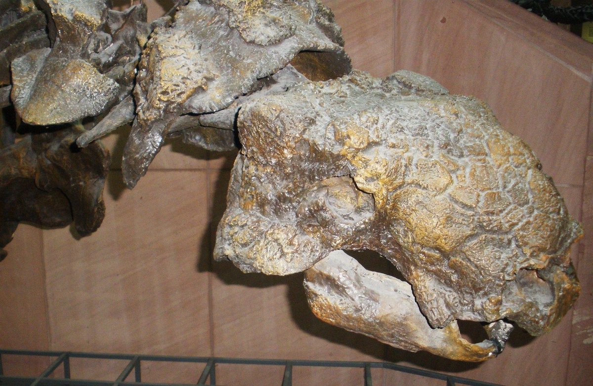 Euoplocephalus
